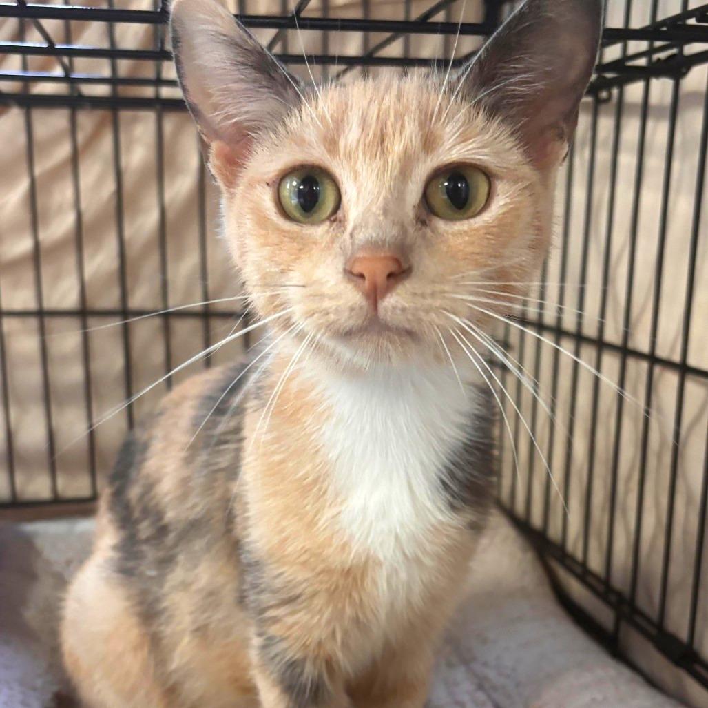 Piper, Adoptable, Adult Female Domestic Short Hair.