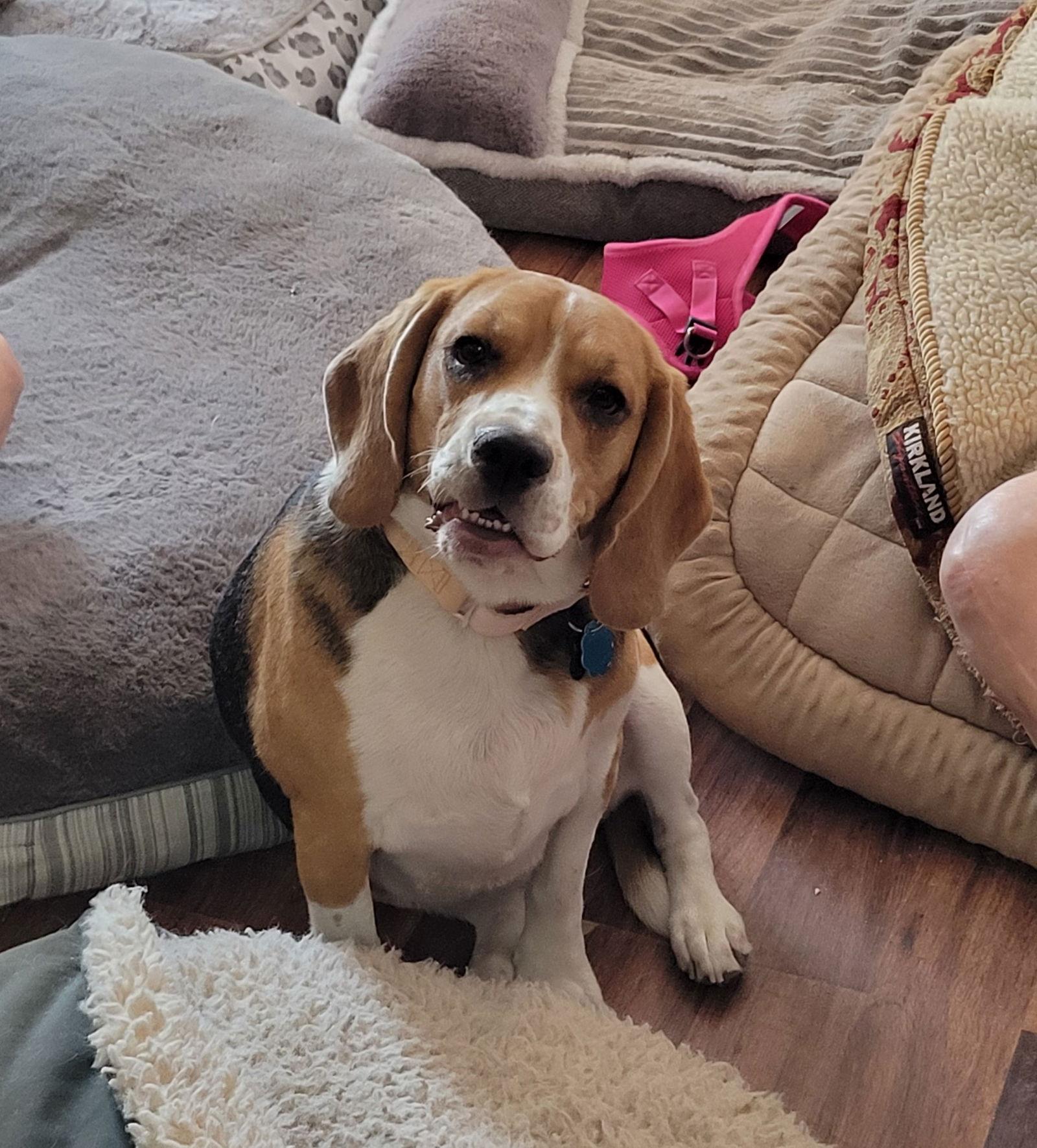 Enlarge Fluffy (Pancakes), a Adopted Beagle in Las Vegas, NV image 1/3