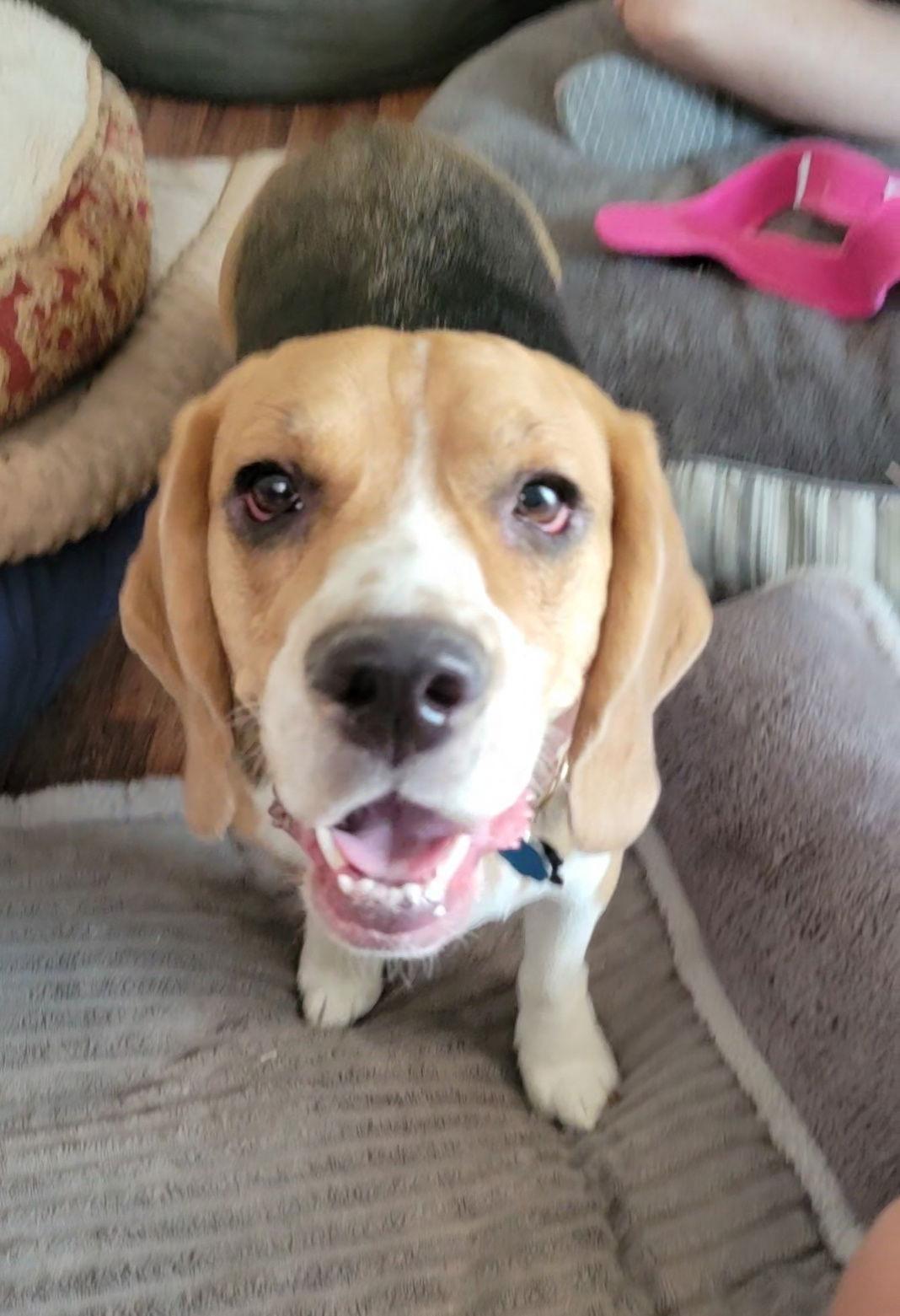 Enlarge Fluffy (Pancakes), a Adopted Beagle in Las Vegas, NV image 2/3