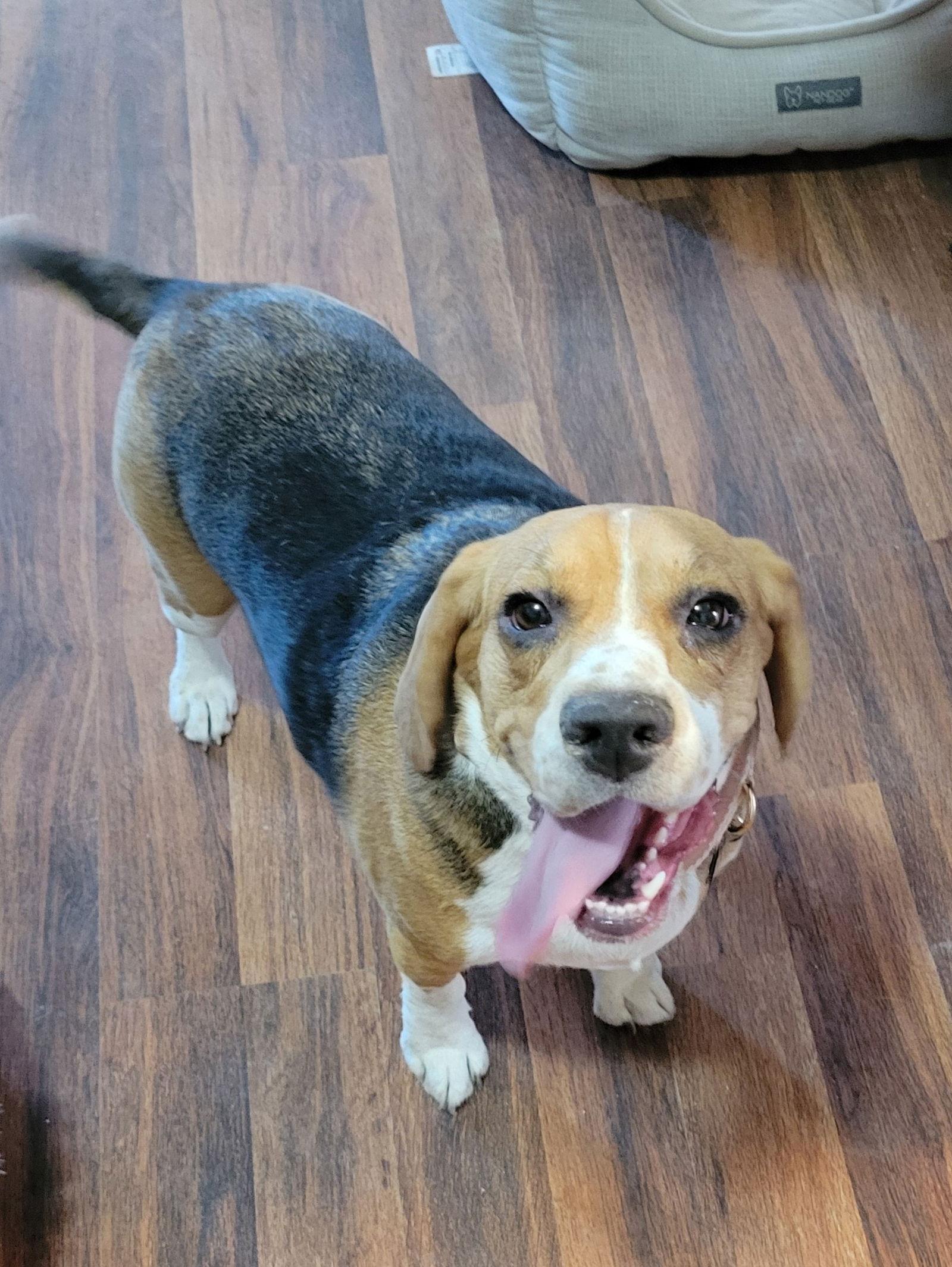Enlarge Fluffy (Pancakes), a Adopted Beagle in Las Vegas, NV image 3/3