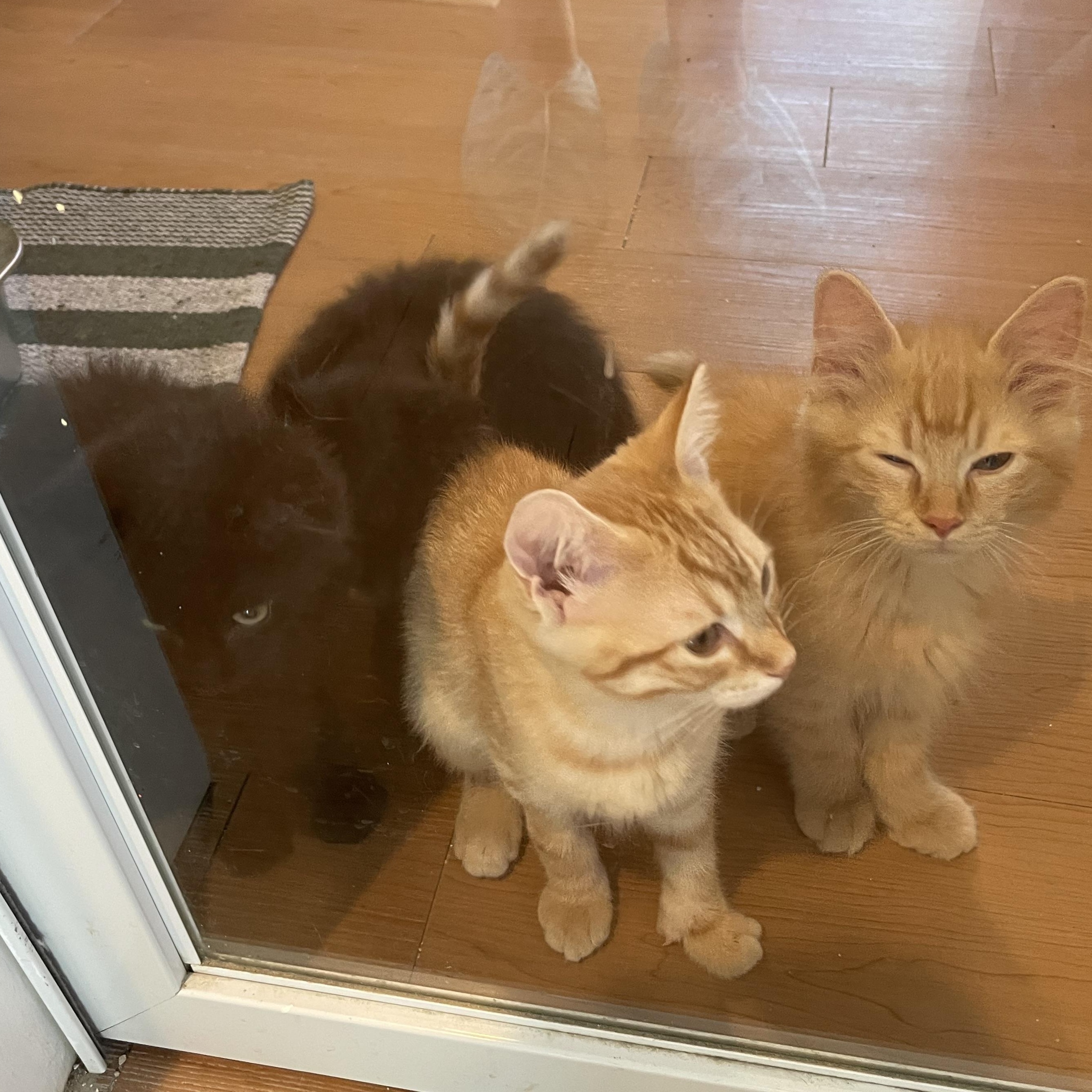 Dutch, Dandy, Daffodil, and Snappy, an adopted Domestic Long Hair in Wells, ME image 3/5