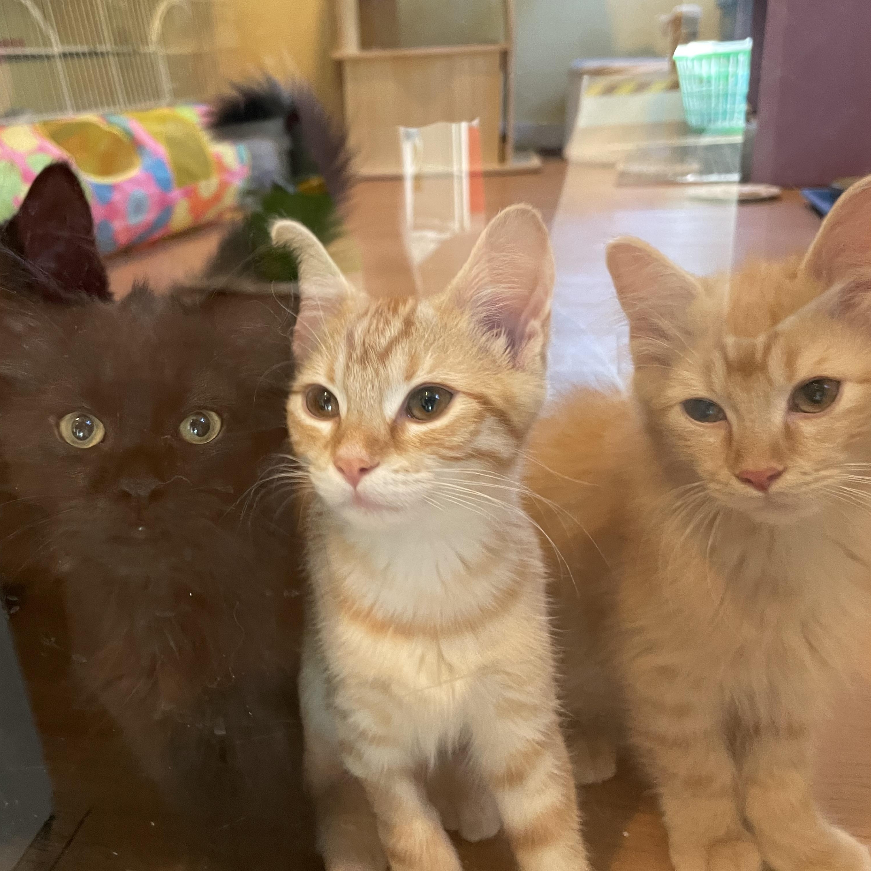 Dutch, Dandy, Daffodil, and Snappy, an adopted Domestic Long Hair in Wells, ME image 5/5