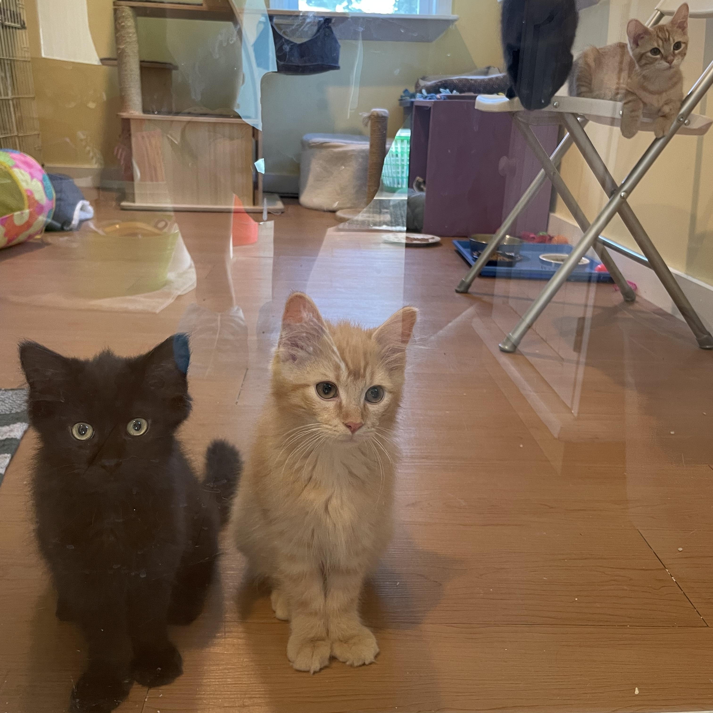 Dutch, Dandy, Daffodil, and Snappy, an adopted Domestic Long Hair in Wells, ME image 2/5