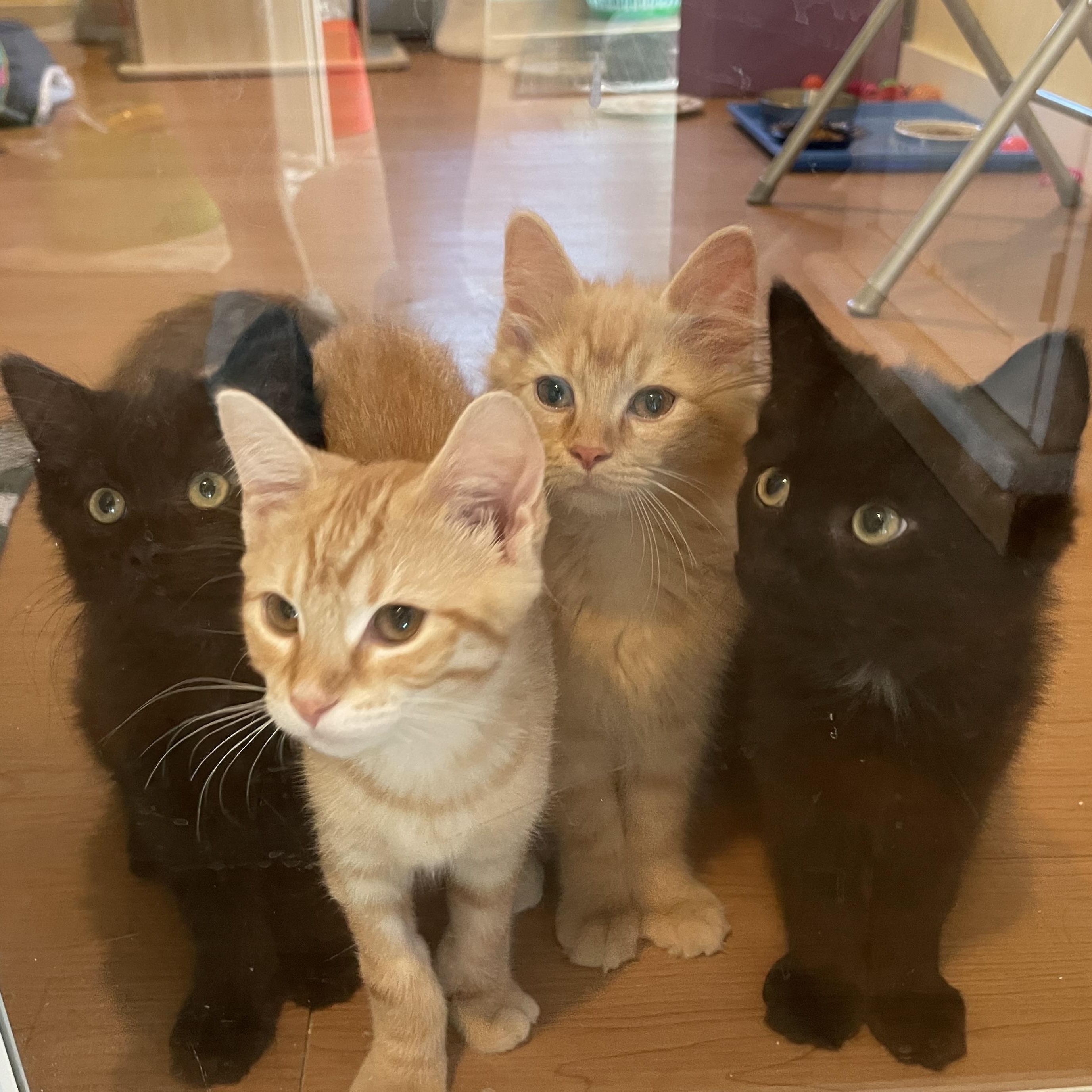 Dutch, Dandy, Daffodil, and Snappy, adopted, Kitten Male Domestic Long Hair.