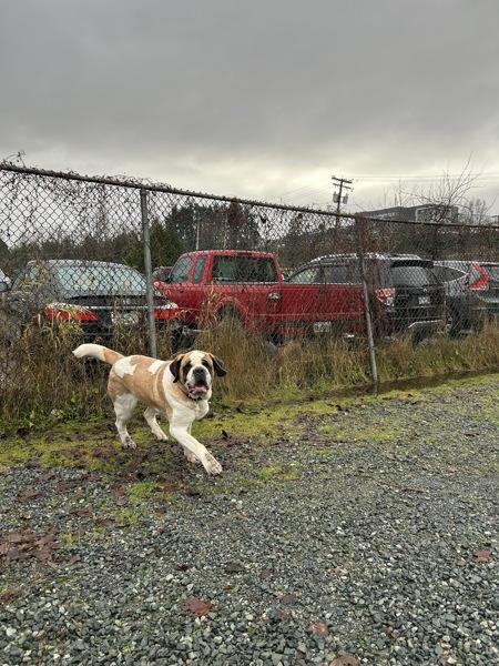 Enlarge Poppy, a Adoptable Saint Bernard in Burnaby, BC image 1/5
