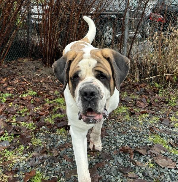 Enlarge Poppy, a Adoptable Saint Bernard in Burnaby, BC image 2/5