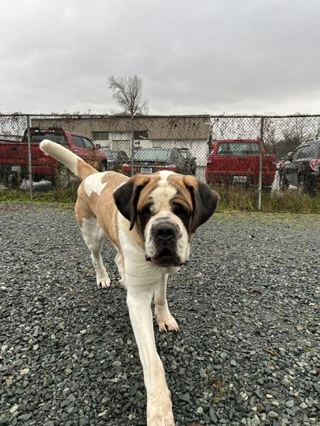 Enlarge Poppy, a Adoptable Saint Bernard in Burnaby, BC image 3/5
