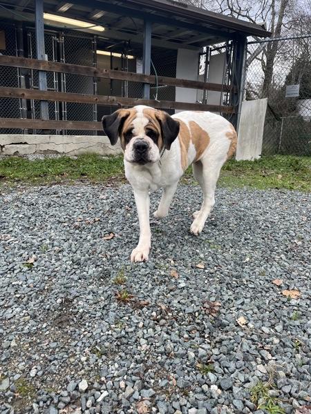 Enlarge Poppy, a Adoptable Saint Bernard in Burnaby, BC image 4/5