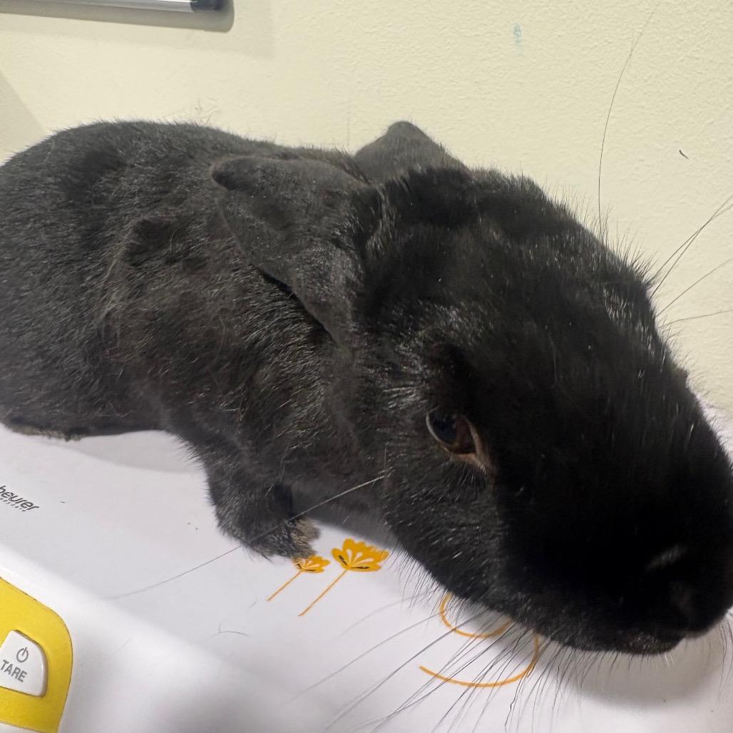 Mistletoe, Adoptable, Adult Female American.