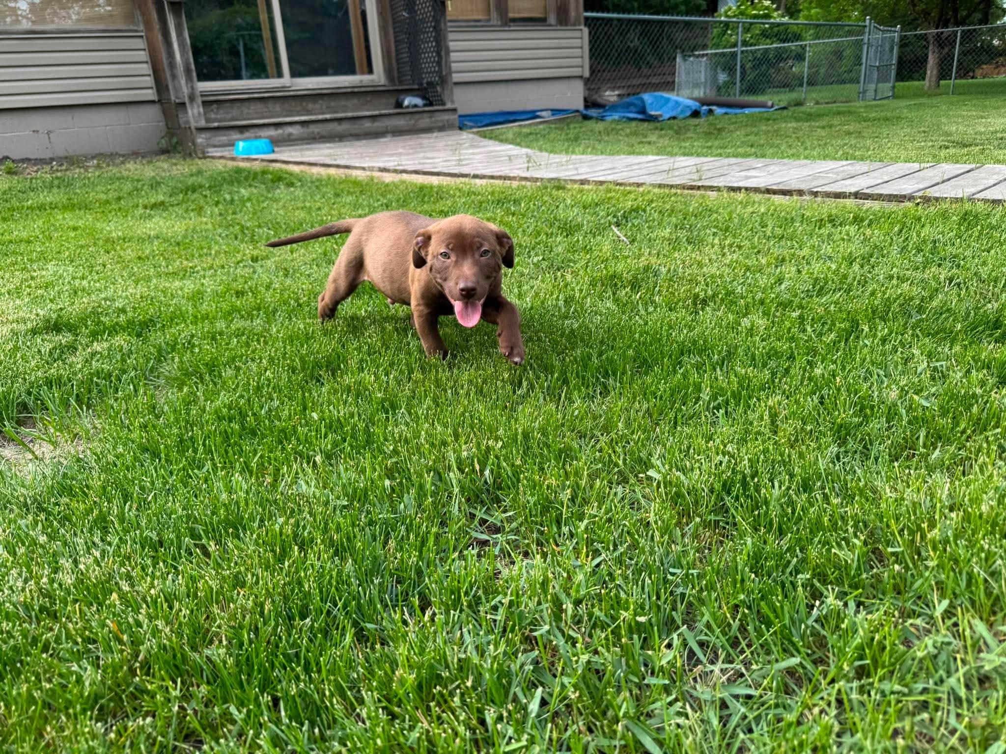 Enlarge Hondo, an adopted mixed breed in Grand Forks, ND image 2/2