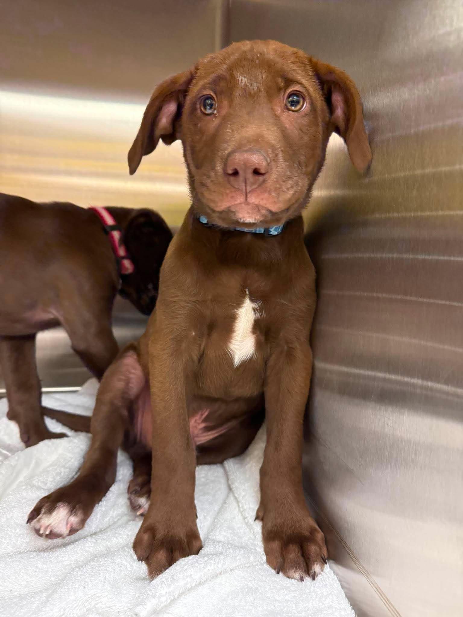 Hondo, adopted, Puppy Male Labrador Retriever.
