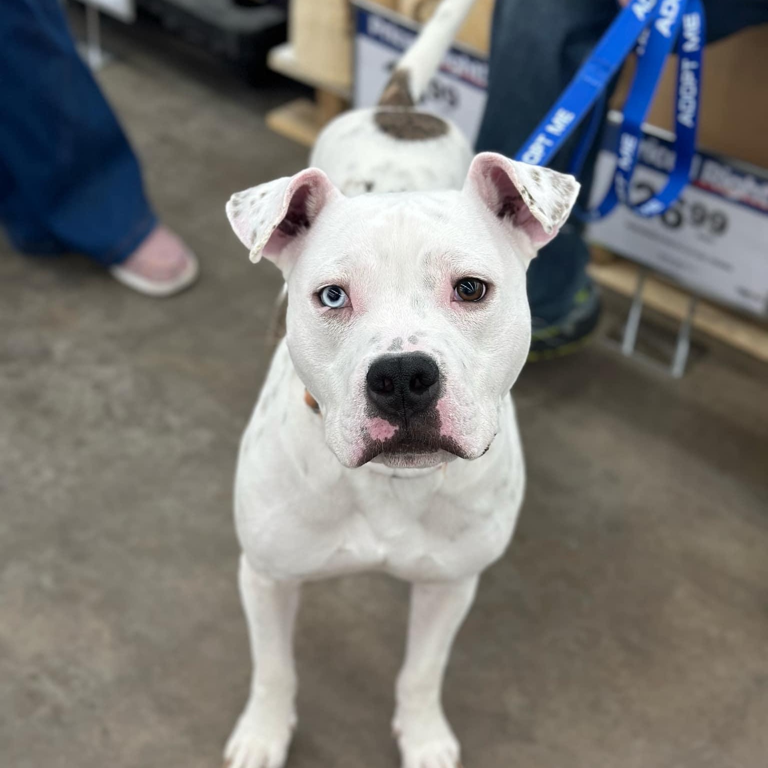 Enlarge Oliver, a Adoptable mixed breed in Cedar Rapids, IA image 4/6