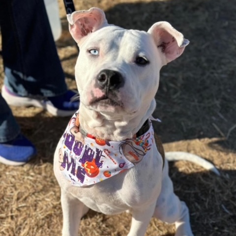 Enlarge Oliver, a Adoptable mixed breed in Cedar Rapids, IA image 6/6