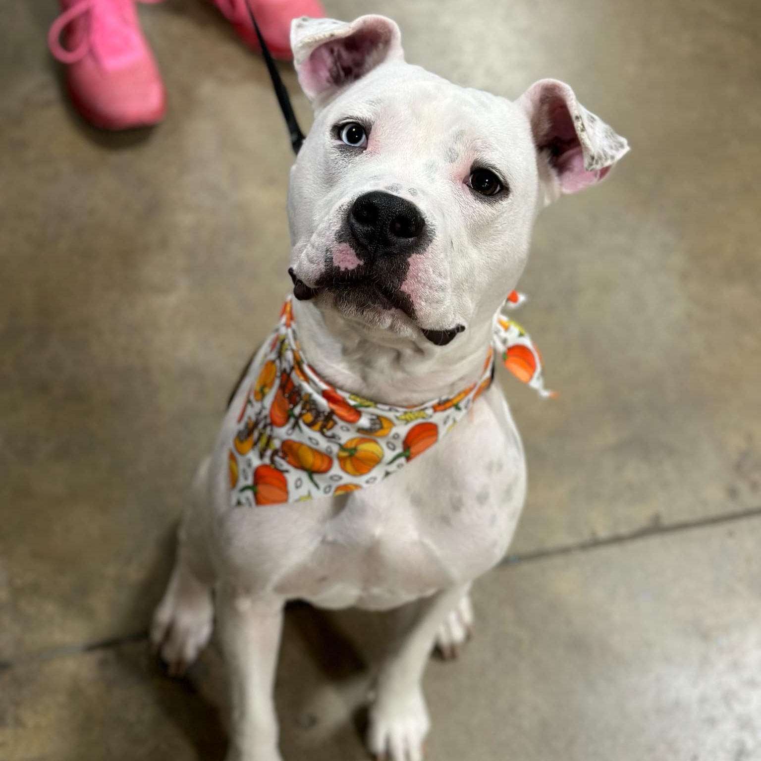 Enlarge Oliver, a Adoptable mixed breed in Cedar Rapids, IA image 5/6