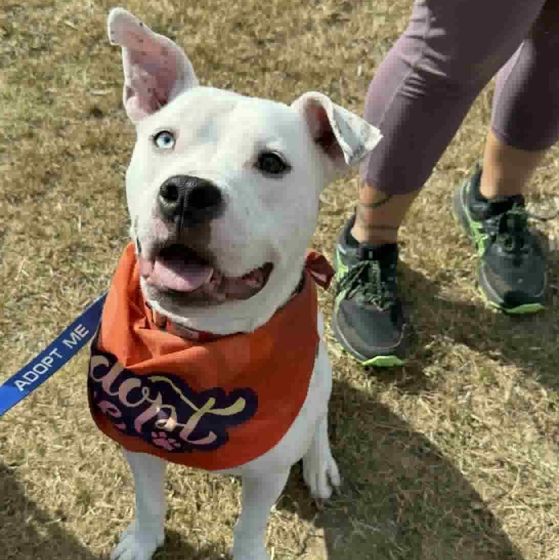Enlarge Oliver, a Adoptable mixed breed in Cedar Rapids, IA image 2/6