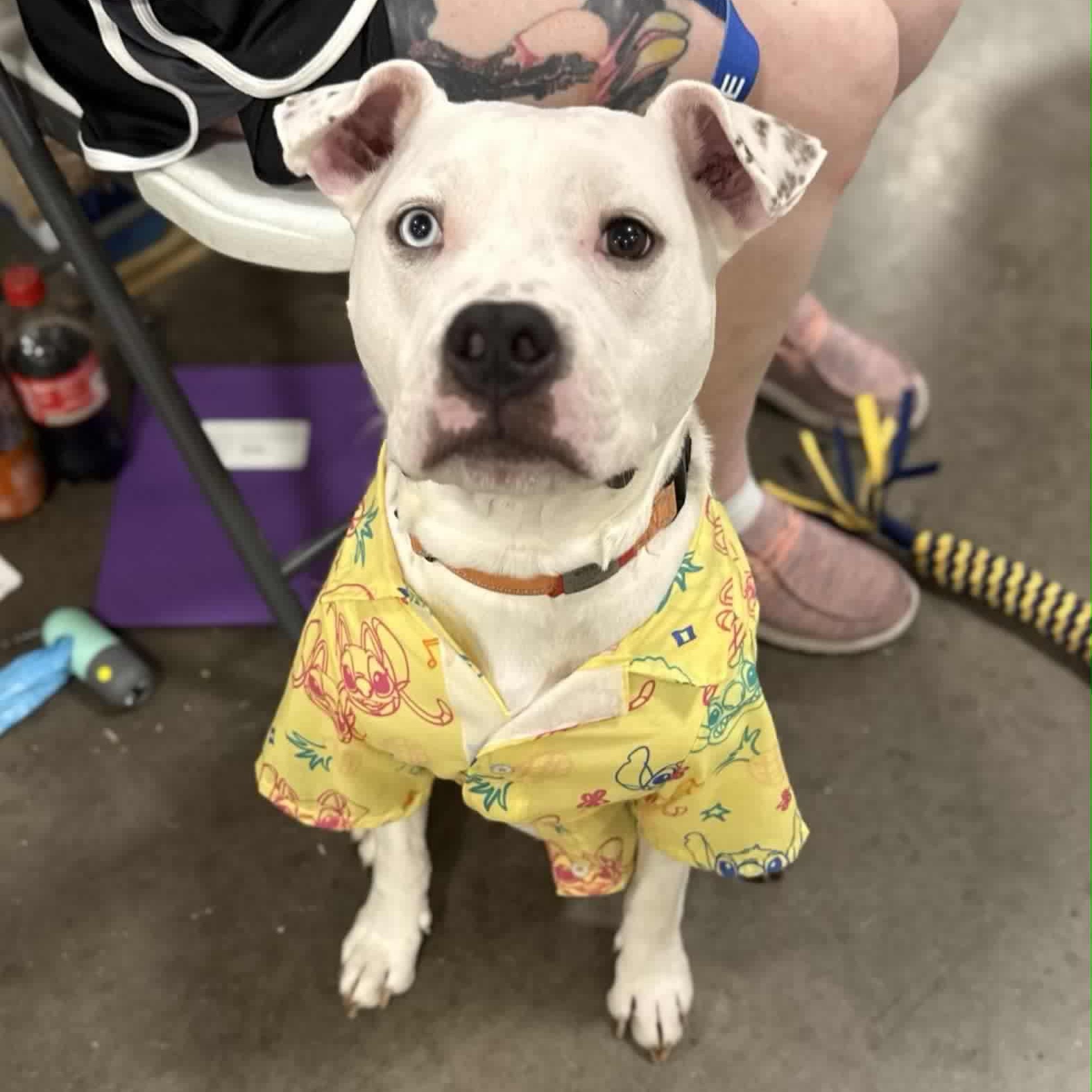 Enlarge Oliver, a Adoptable mixed breed in Cedar Rapids, IA image 3/6