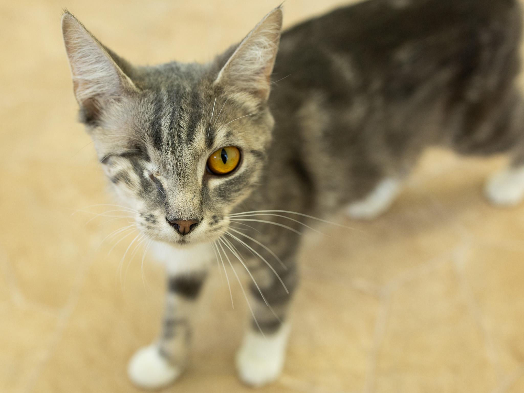 Tink, a ADOPTABLE mixed breed in Republic, WA image 4/6