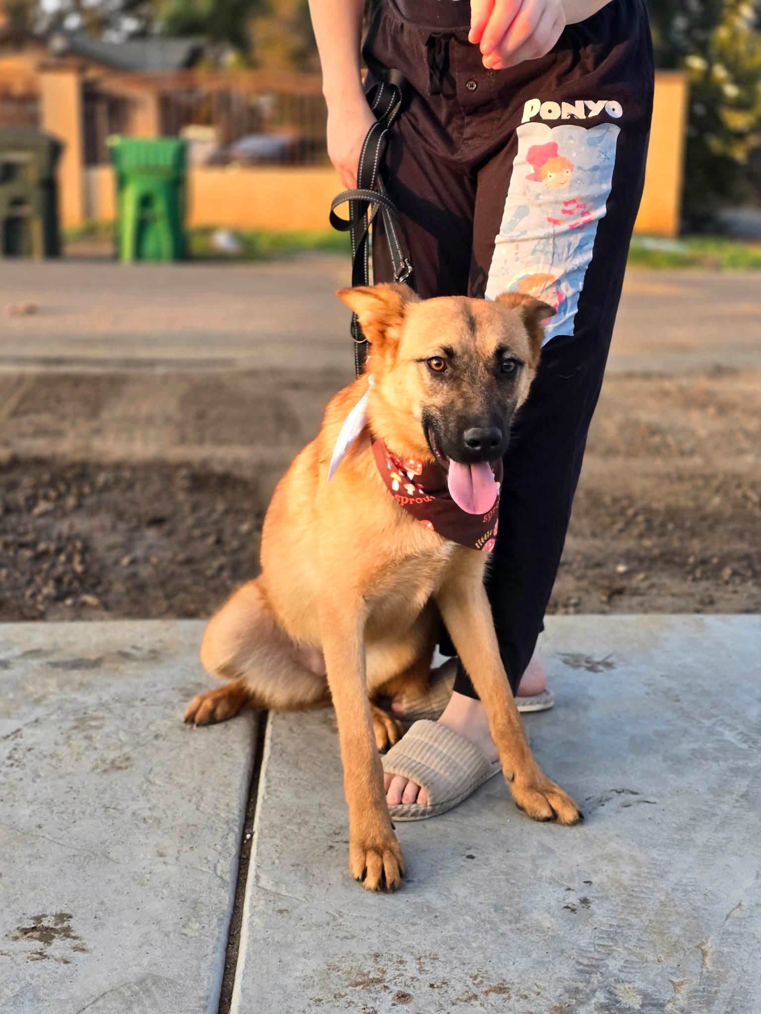 Enlarge Natasha, a ADOPTABLE mixed breed in Duxbury, MA image 2/4