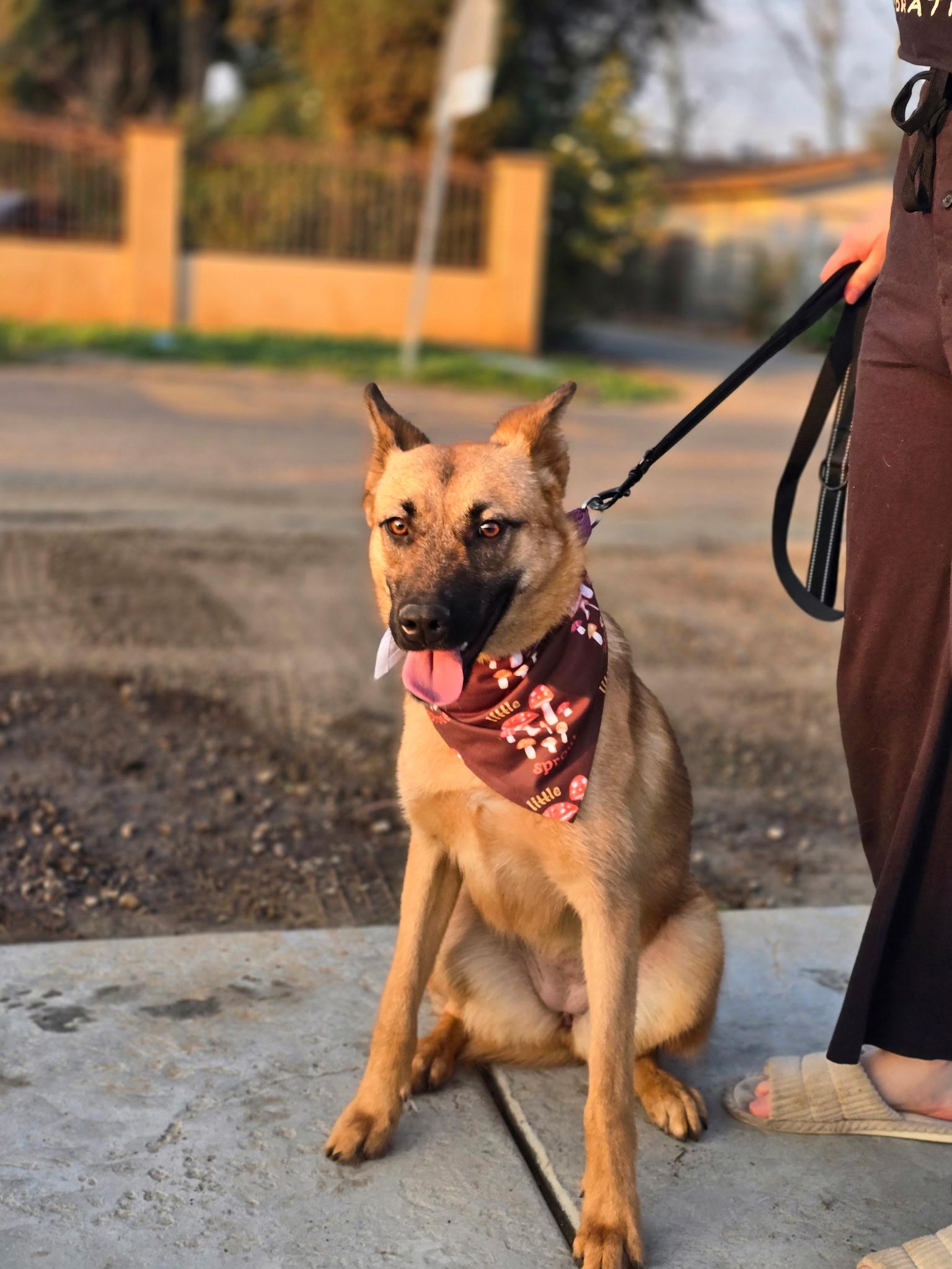 Enlarge Natasha, a ADOPTABLE mixed breed in Duxbury, MA image 3/4
