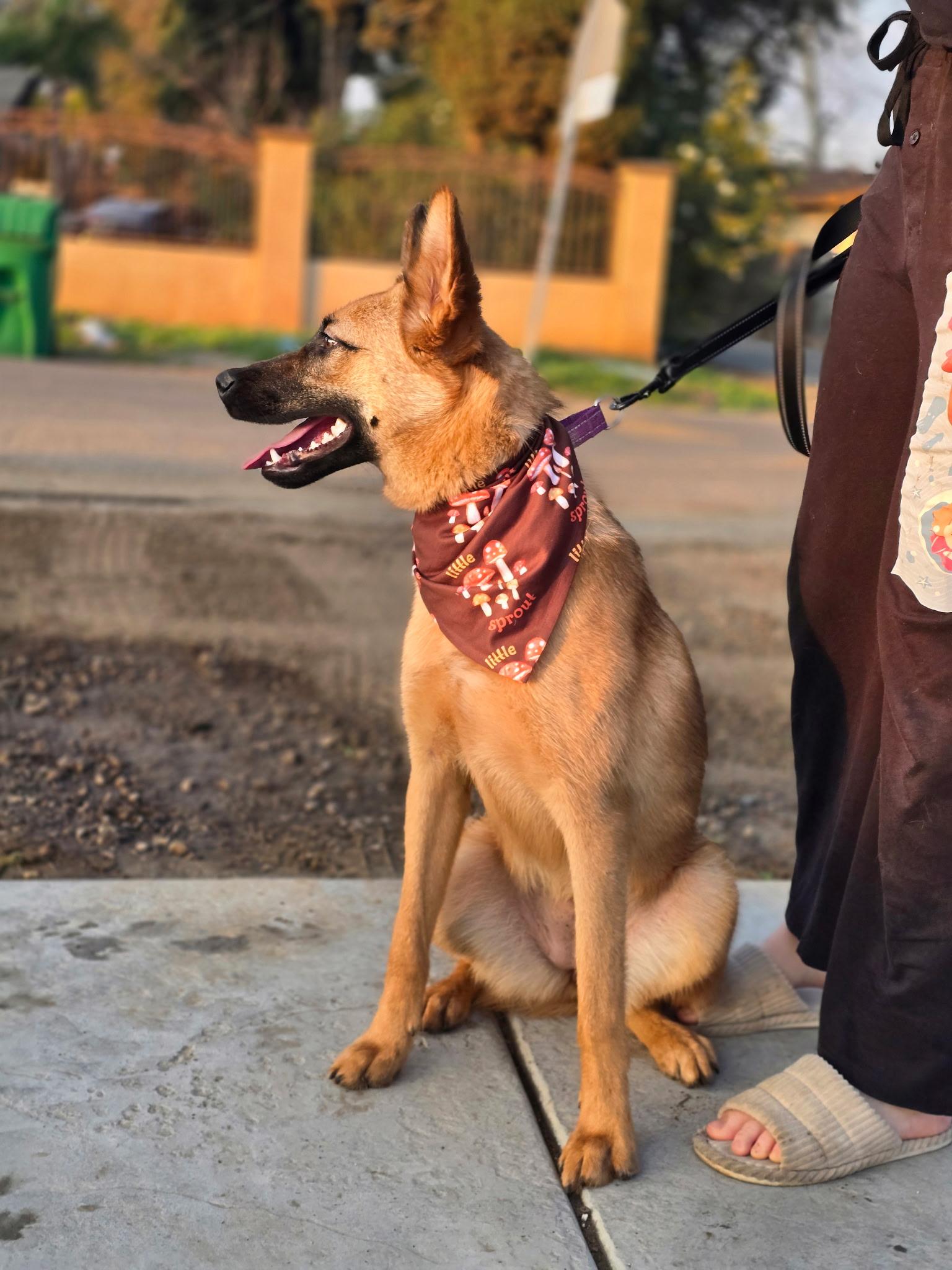 Enlarge Natasha, a ADOPTABLE mixed breed in Duxbury, MA image 1/4