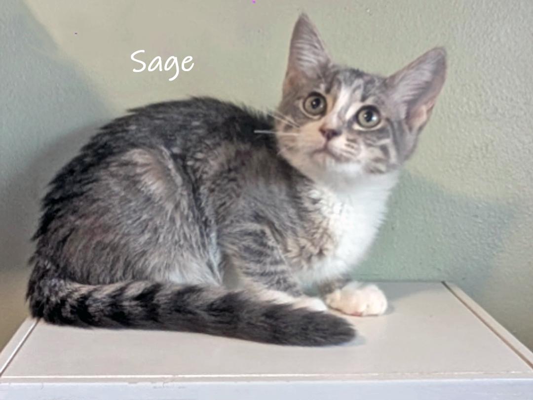 Enlarge Sage, a Adoptable Domestic Short Hair in Chicago, IL image 1/2