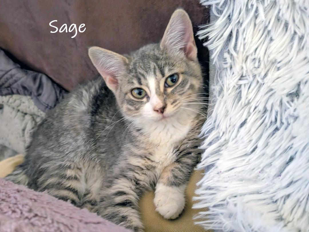 Enlarge Sage, a Adoptable Domestic Short Hair in Chicago, IL image 2/2