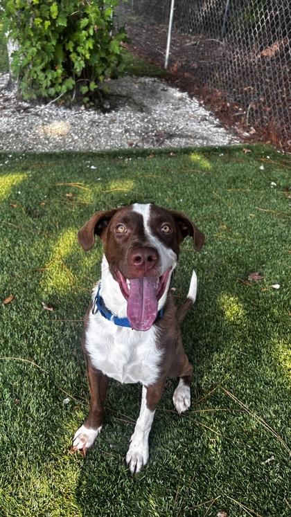 Doc Martens - 3, Adoptable, Young Female Pit Bull Terrier & Mixed Breed.