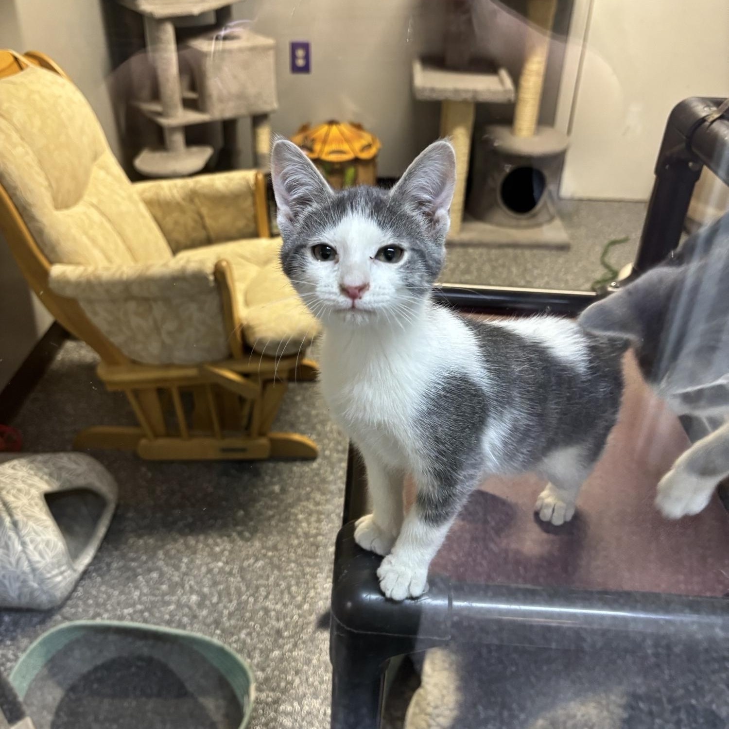 Possum, ADOPTABLE, Kitten Male Domestic Short Hair.