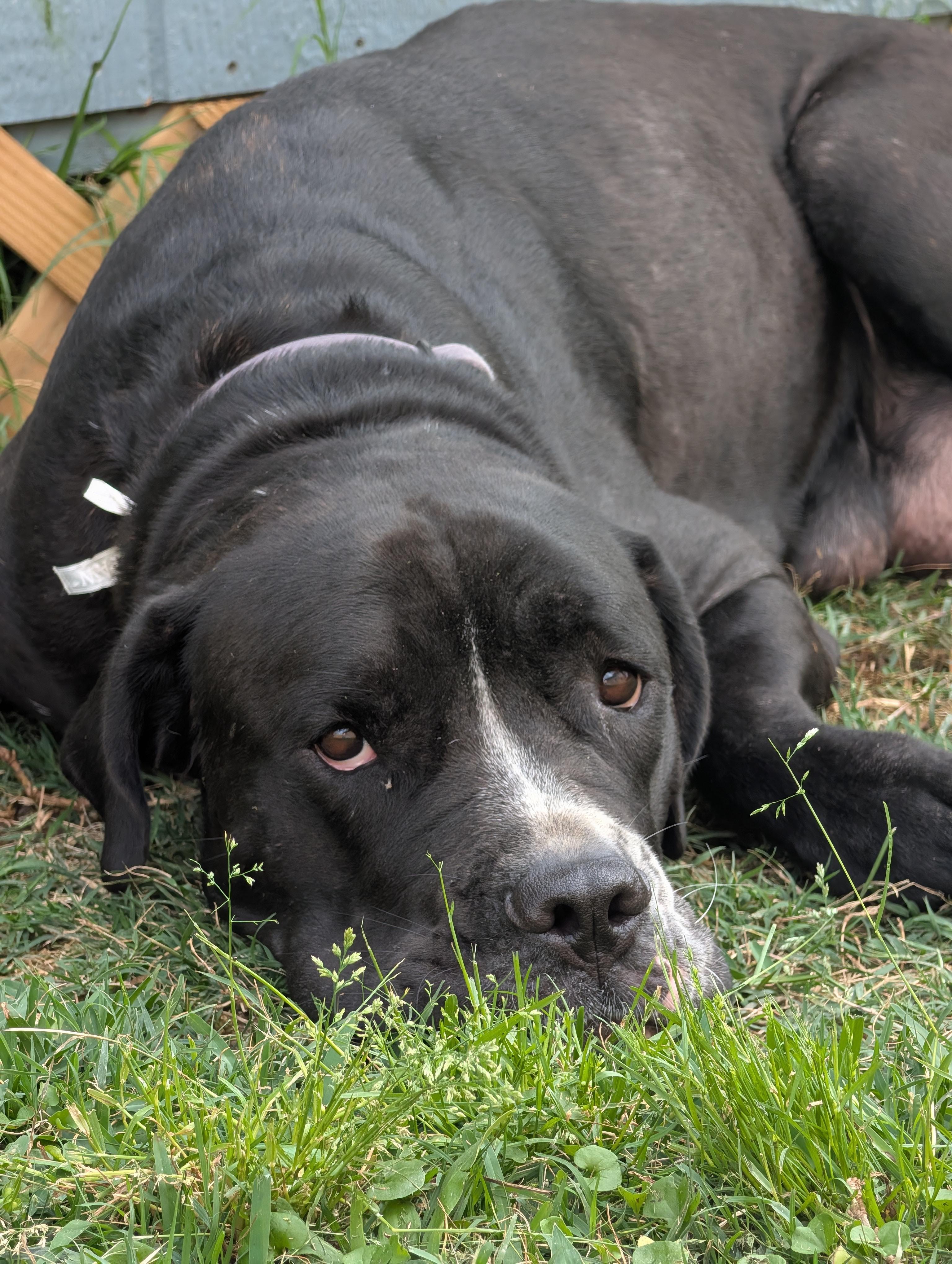 Jojo, a Adoptable mixed breed in Baton Rouge, LA image 4/4