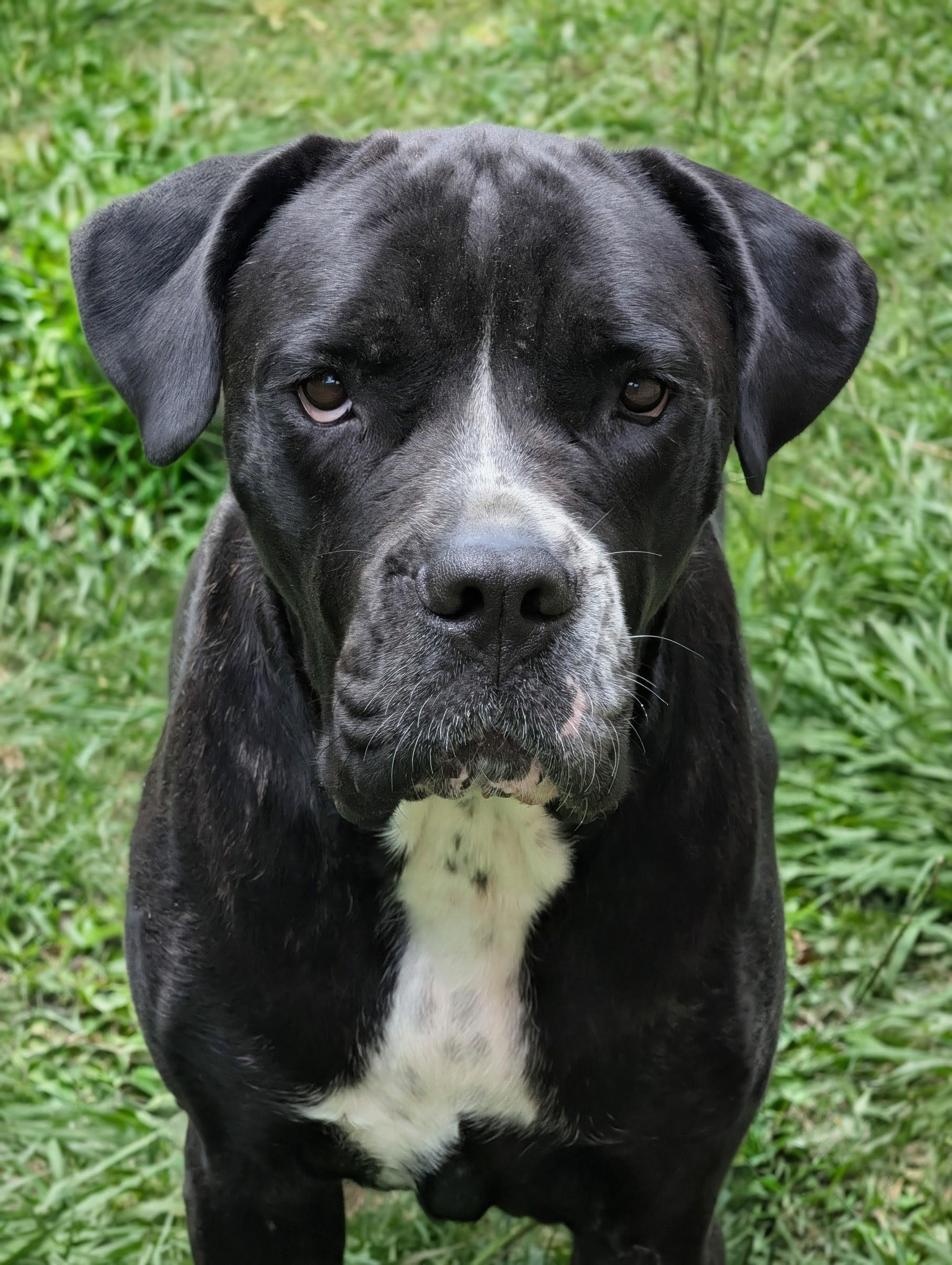 Jojo, Adoptable, Adult Female Cane Corso.