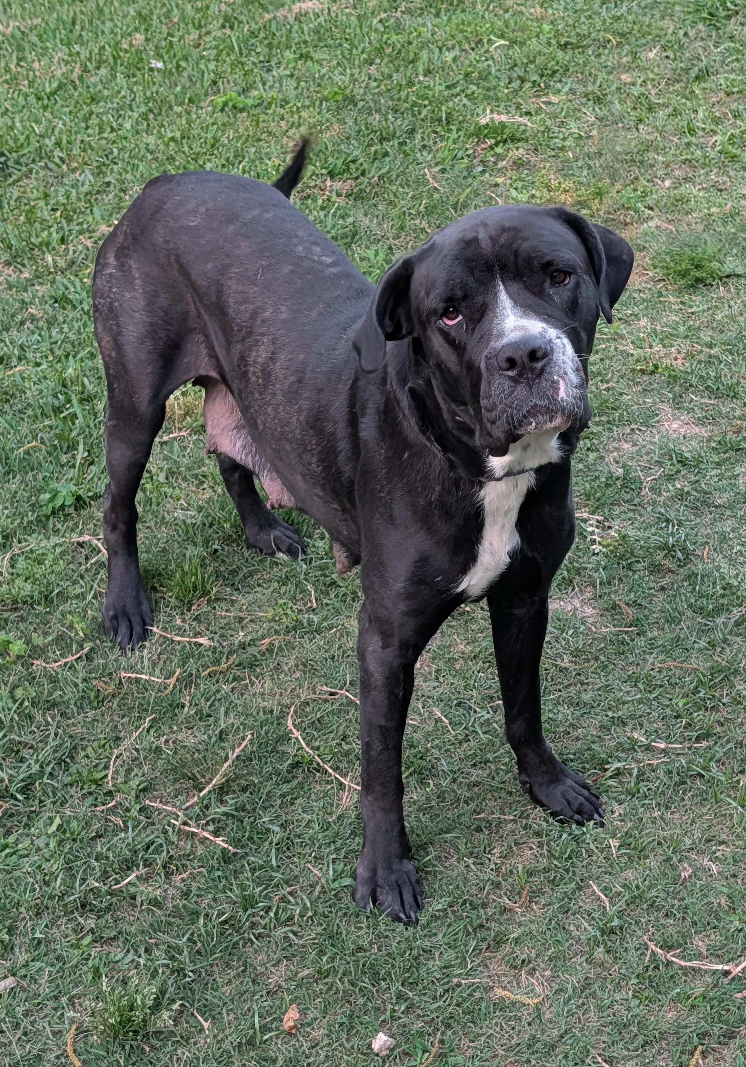 Jojo, a Adoptable mixed breed in Baton Rouge, LA image 2/4