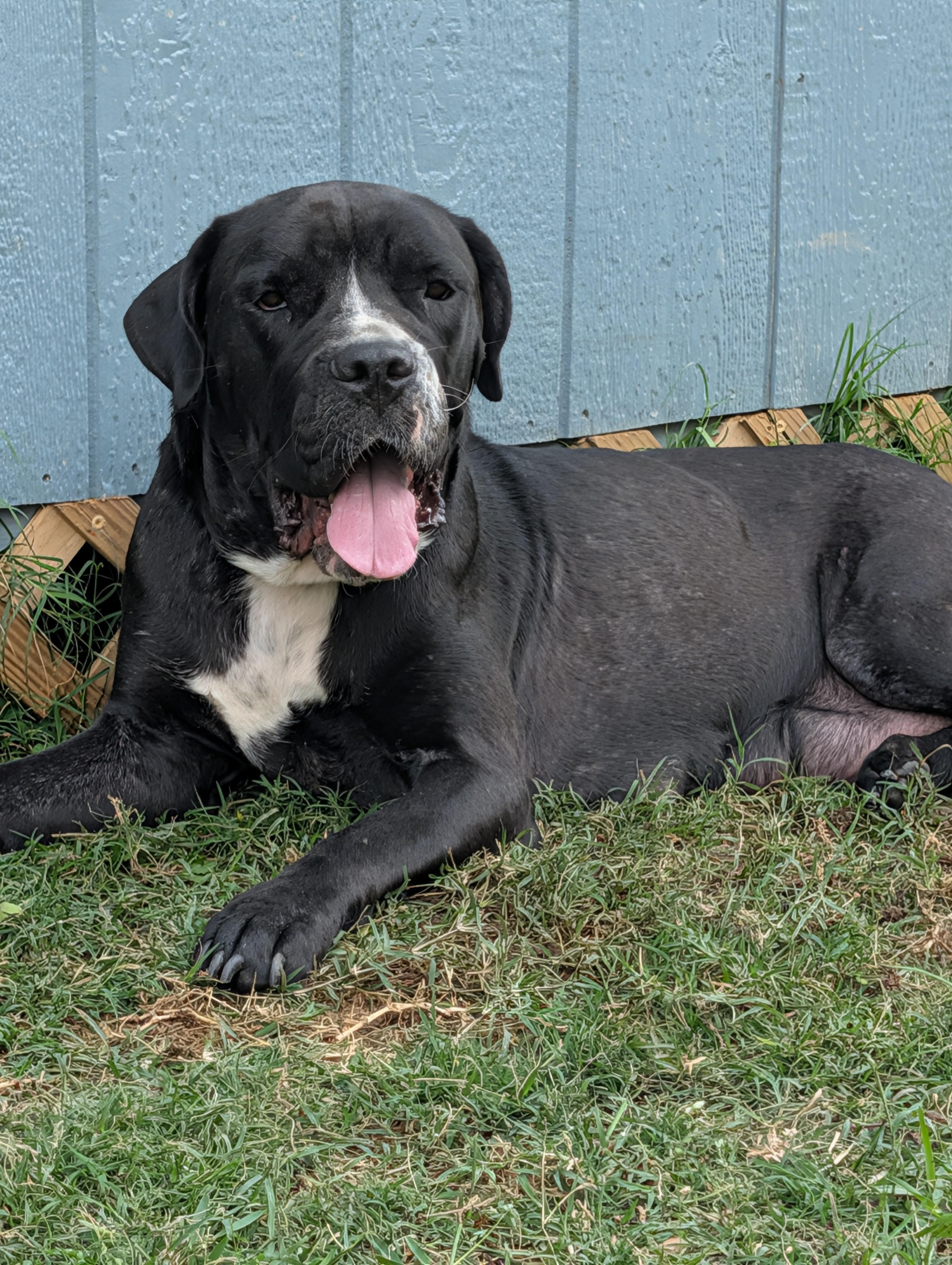 Jojo, a Adoptable mixed breed in Baton Rouge, LA image 3/4