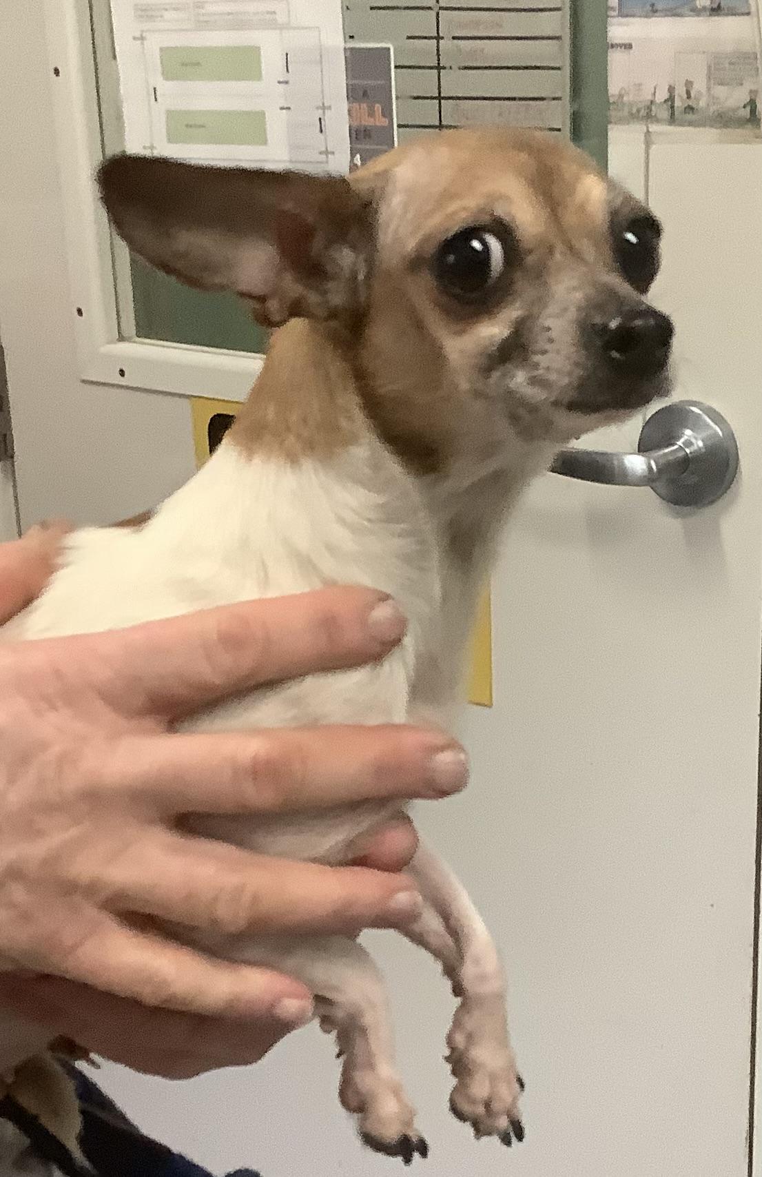 Enlarge Lil Mama, an adopted Chihuahua in Gloucester, VA image 3/3