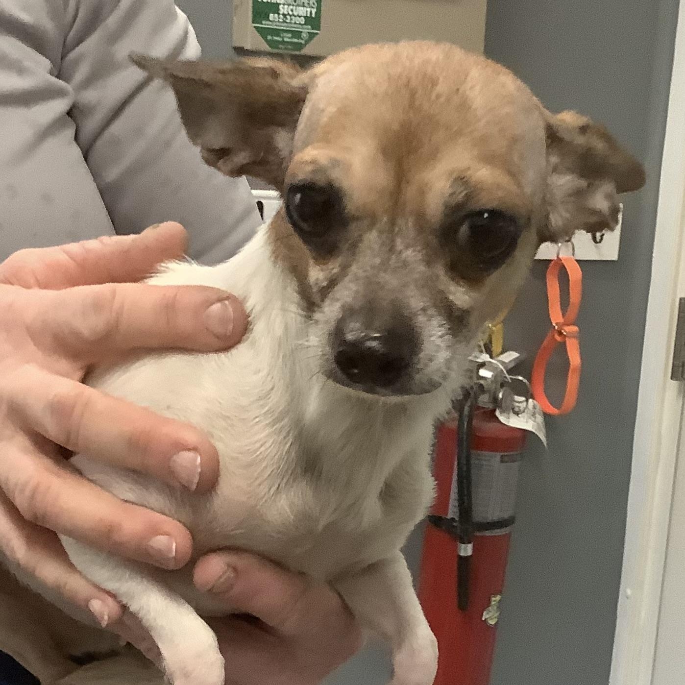 Enlarge Lil Mama, an adopted Chihuahua in Gloucester, VA image 2/3