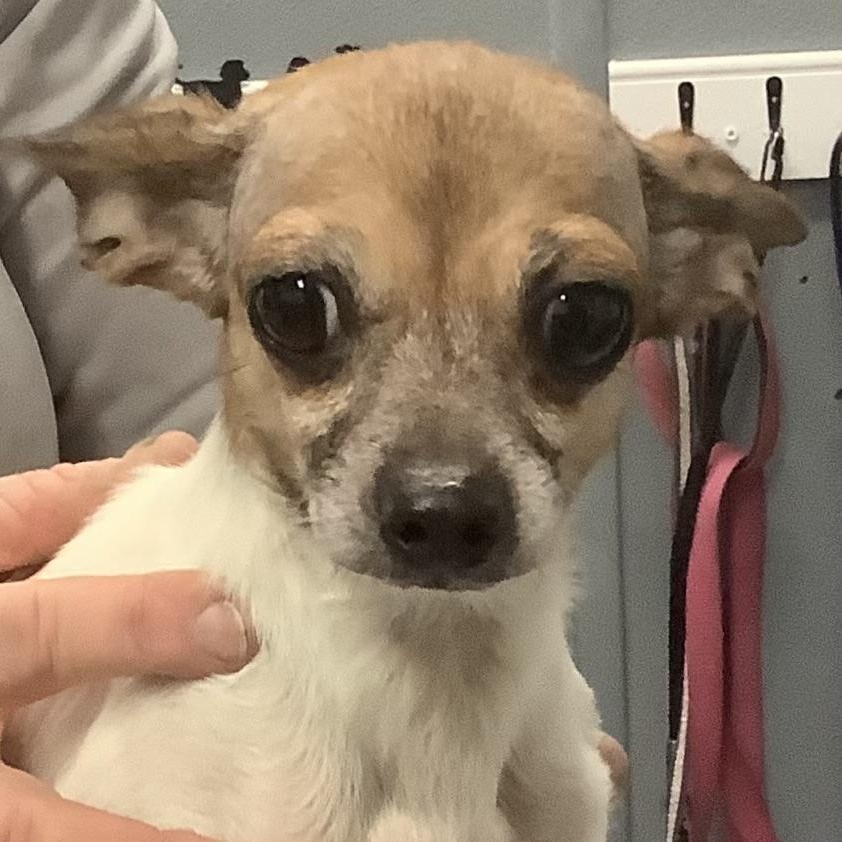 Enlarge Lil Mama, an adopted Chihuahua in Gloucester, VA image 1/3