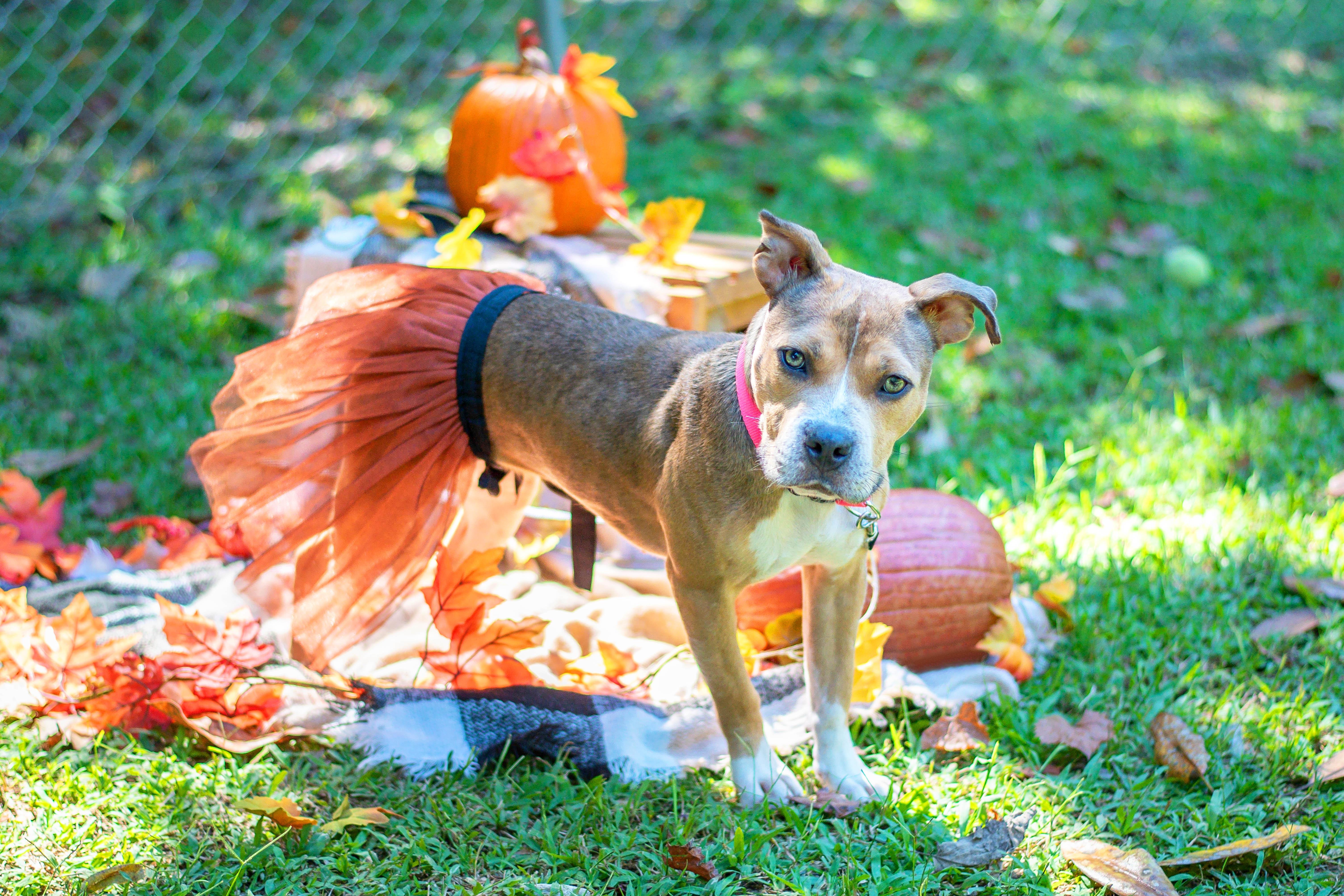 Hattie, Adoptable, Young Female Mixed Breed.