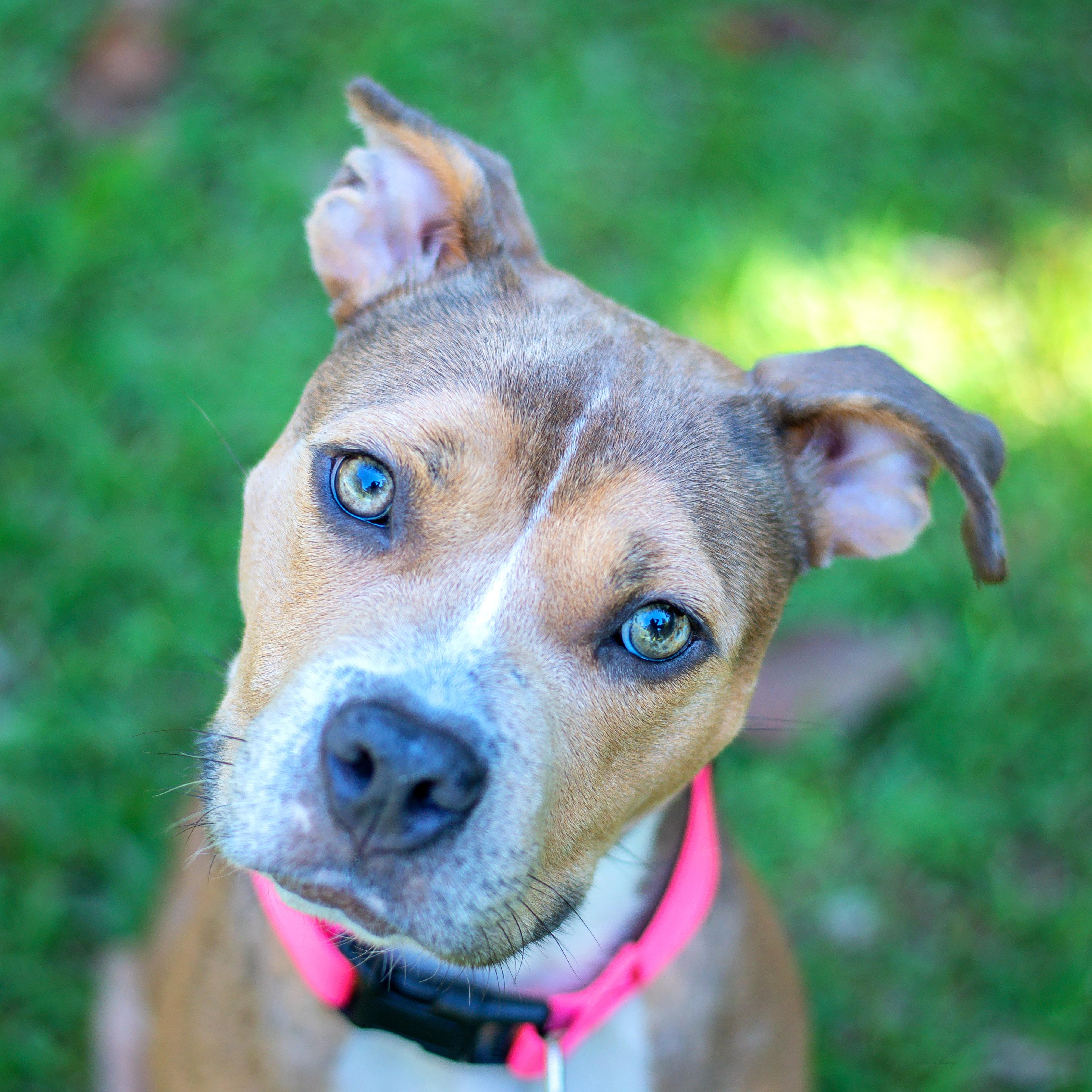 Hattie, Adoptable, Young Female Mixed Breed.