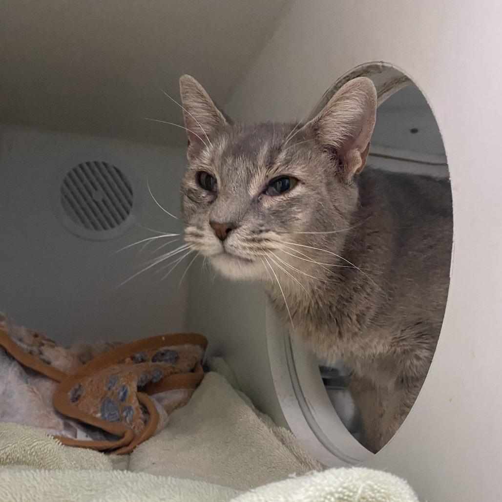 Aretha, Adoptable, Young Female Domestic Short Hair.