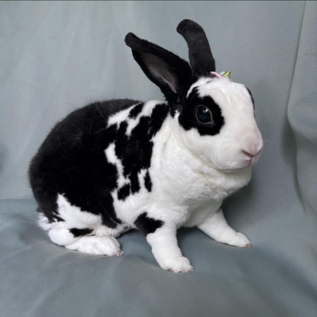 Enlarge Bella, a Adoptable Mini Rex in Arlington, VA image 2/6