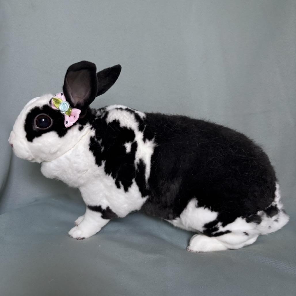 Enlarge Bella, a Adoptable Mini Rex in Arlington, VA image 3/6
