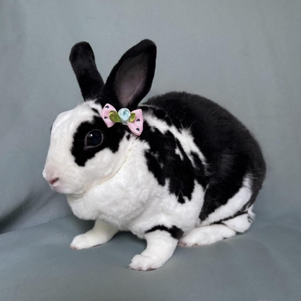 Bella, Adoptable, Adult Female Mini Rex.