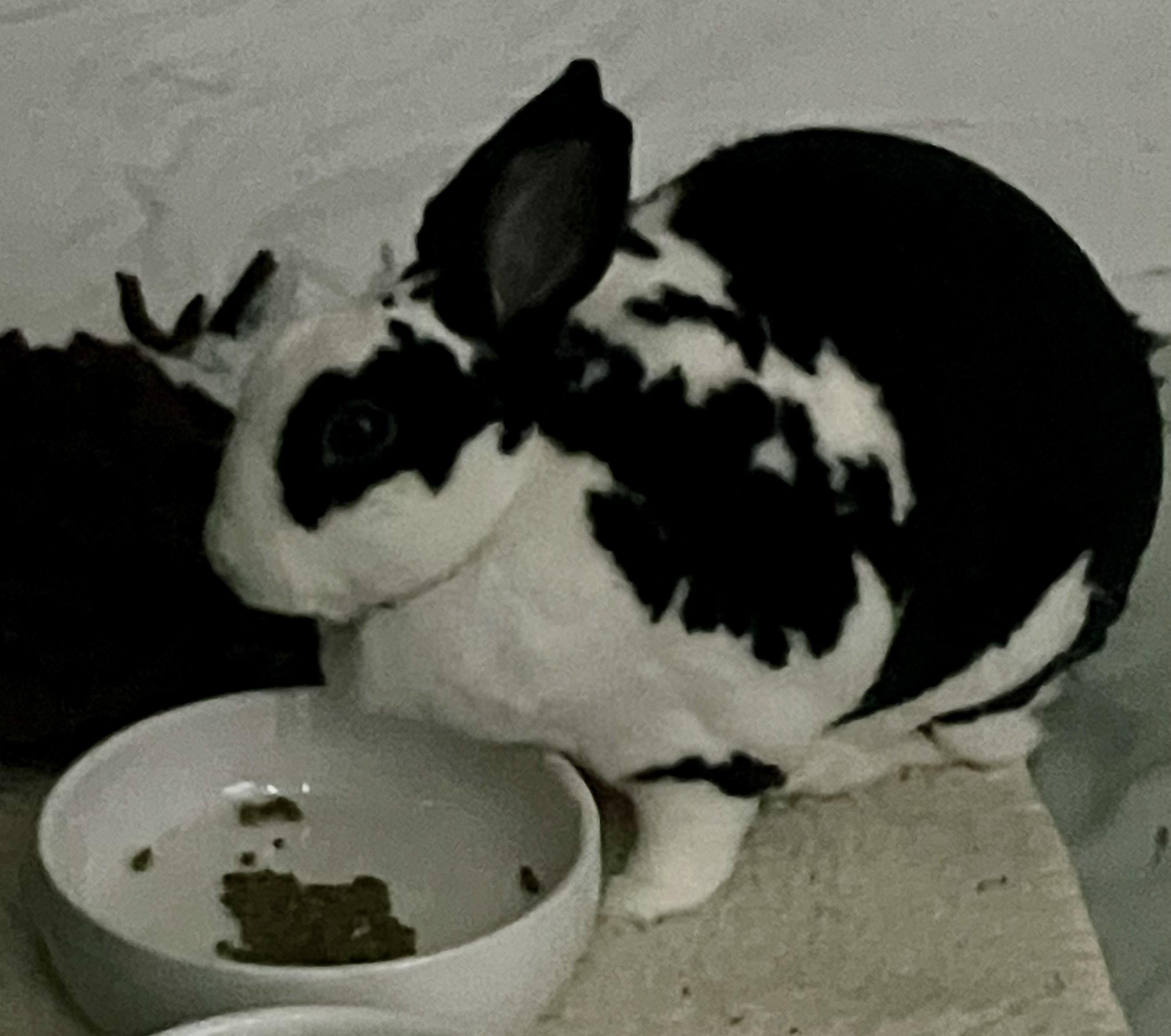 Enlarge Bella, a Adoptable Mini Rex in Arlington, VA image 4/6