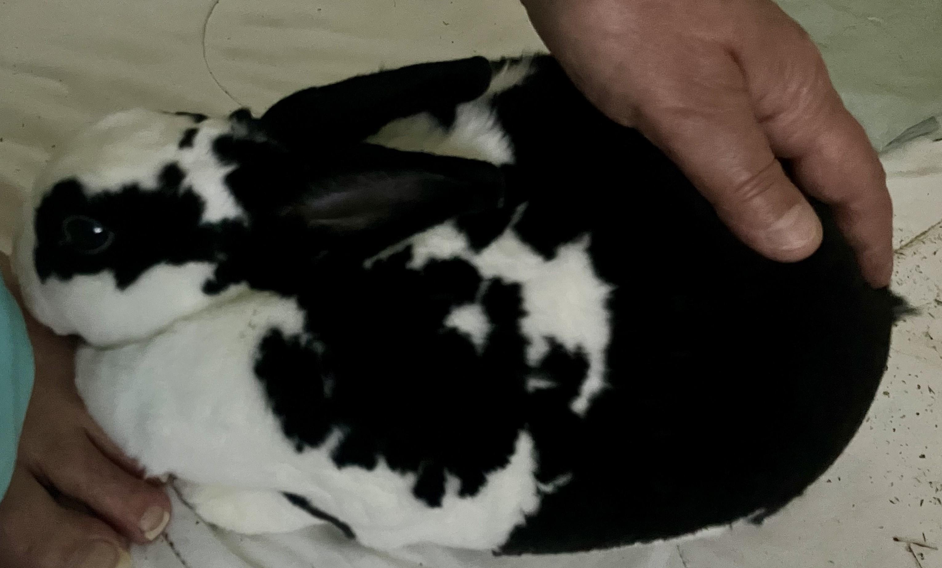 Enlarge Bella, a Adoptable Mini Rex in Arlington, VA image 6/6