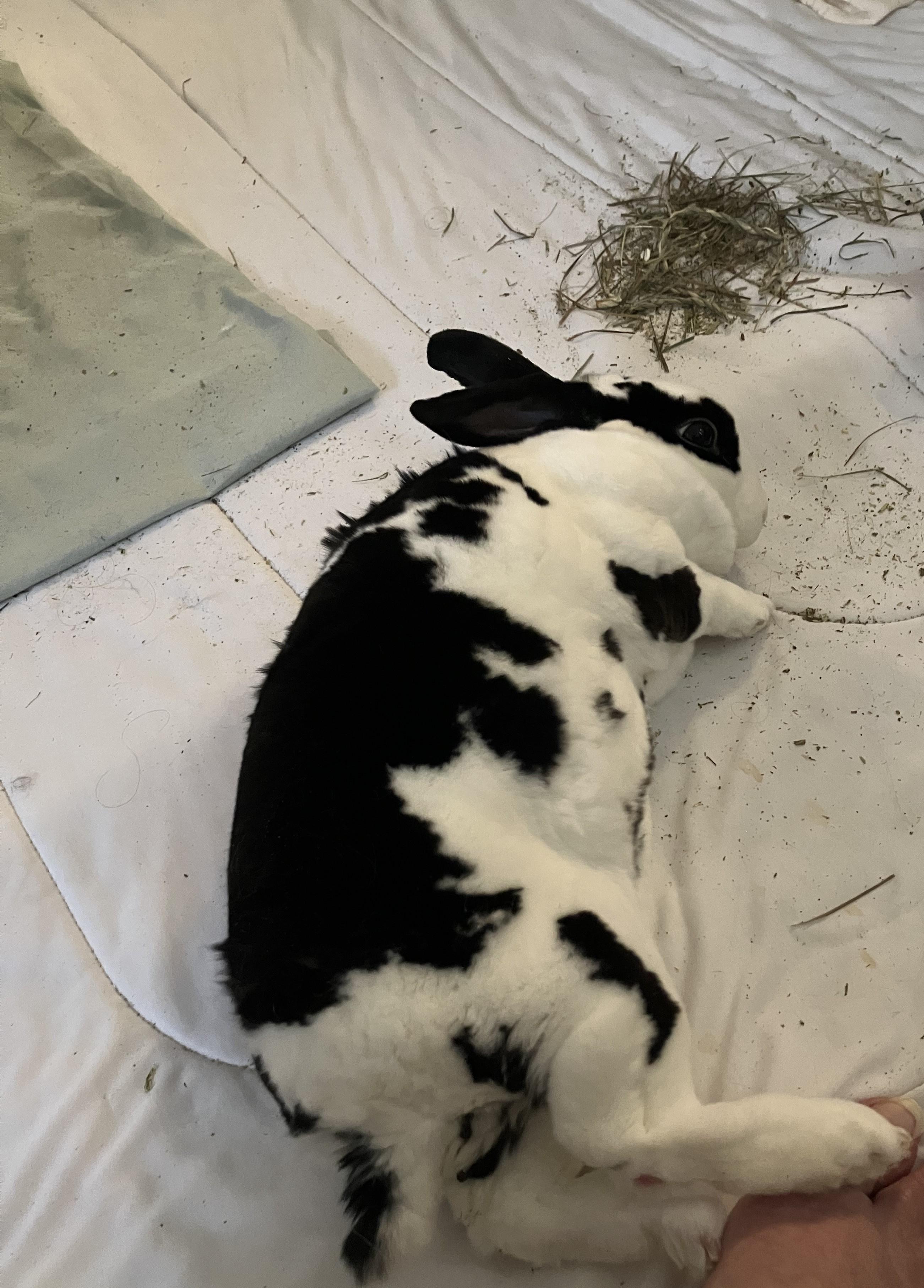 Enlarge Bella, a Adoptable Mini Rex in Arlington, VA image 5/6