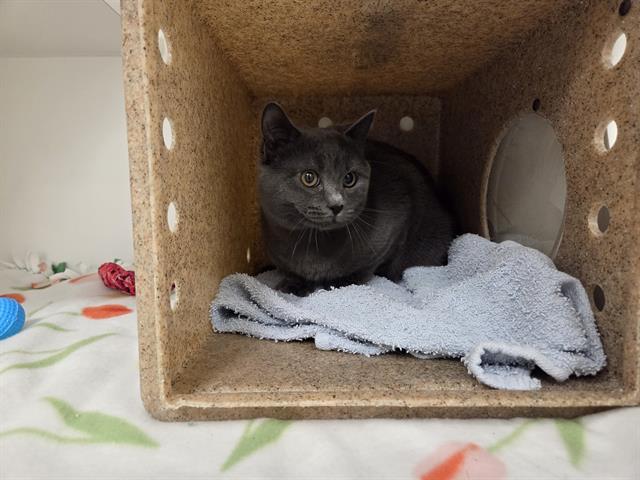 Enlarge SKOOMA, a Adoptable Domestic Short Hair in Kent, WA image 1/1