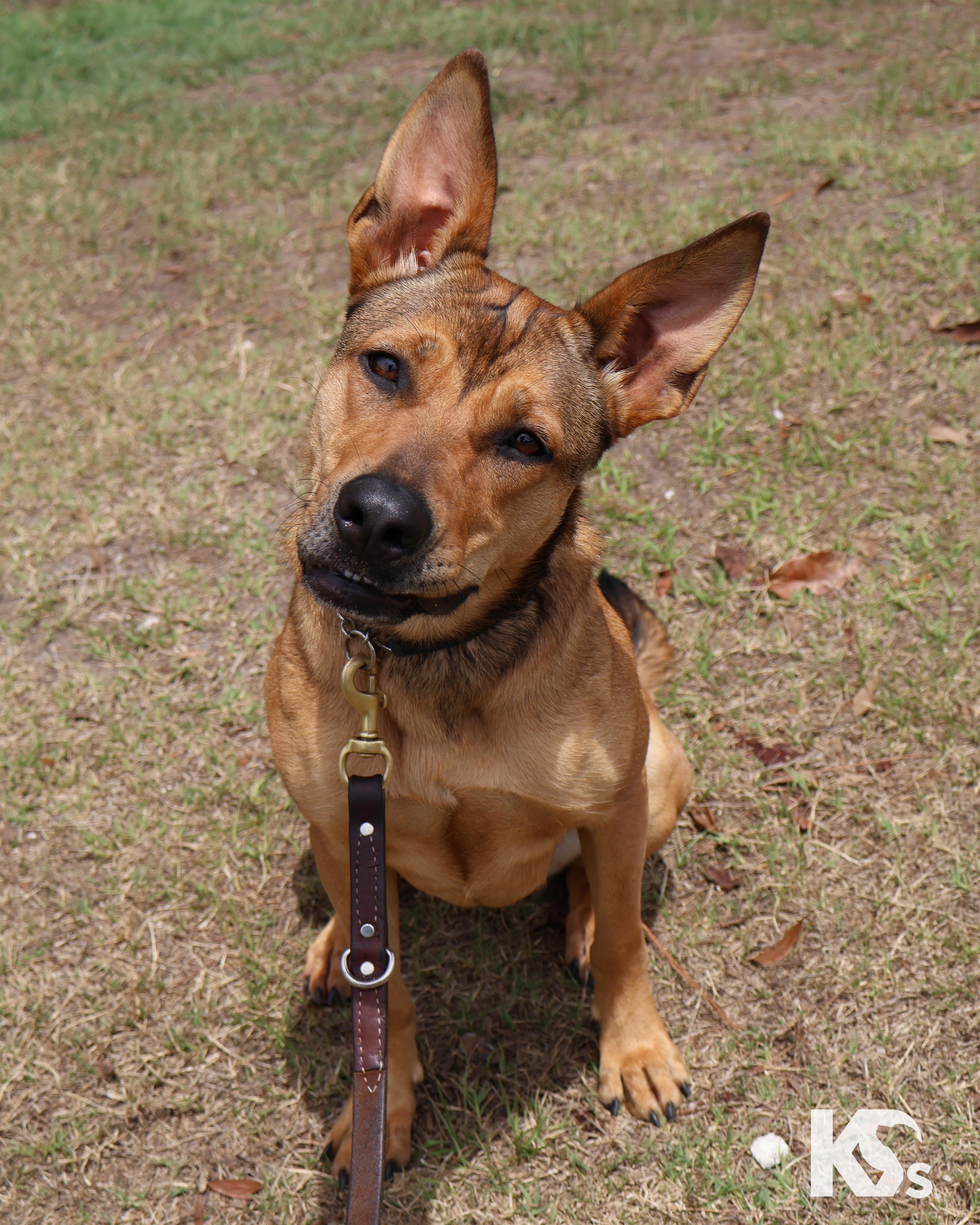 Puma, adopted, Young Female Carolina Dog & Mountain Cur.