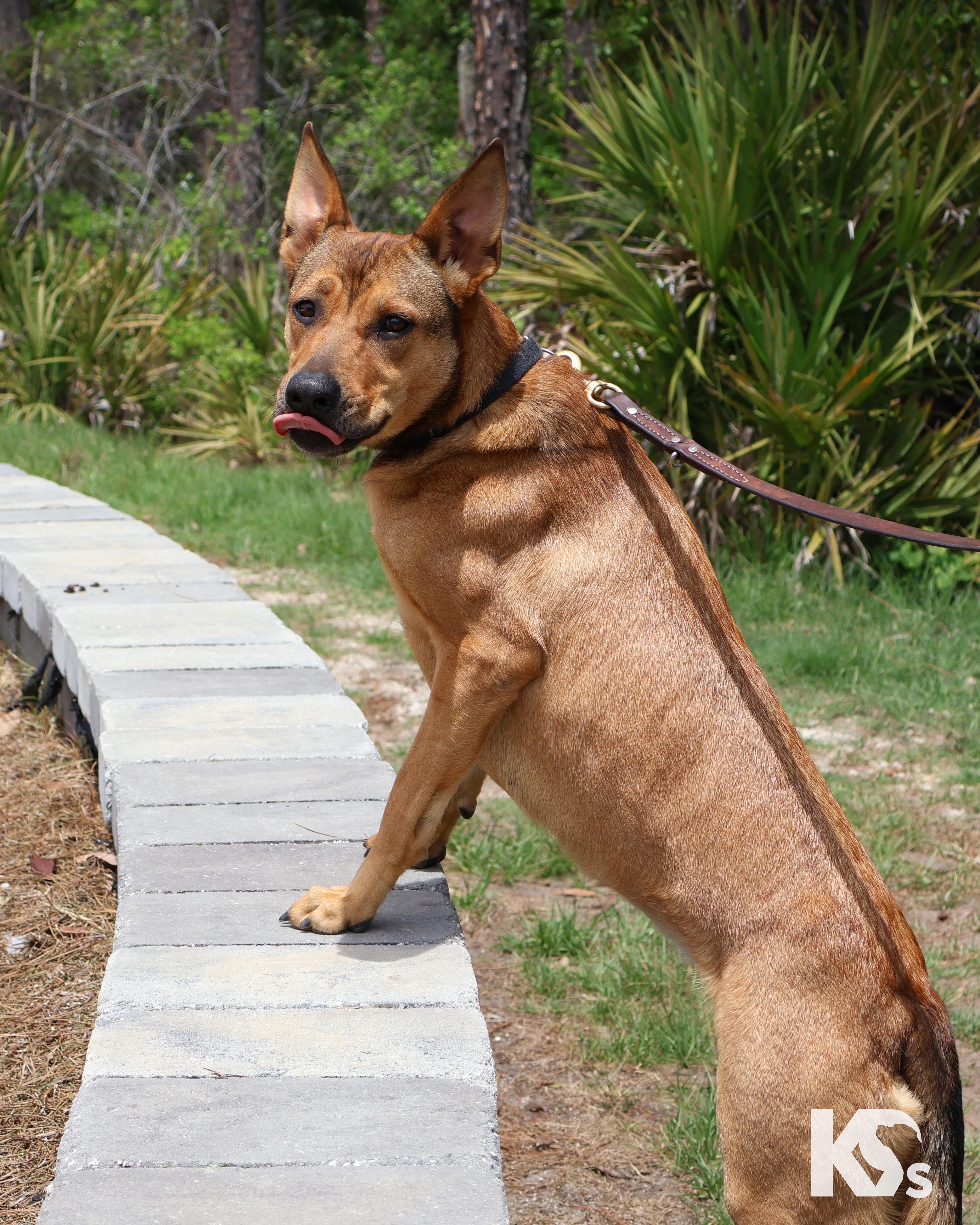 Enlarge Puma, an adopted mixed breed in Ponte Vedra, FL image 4/6