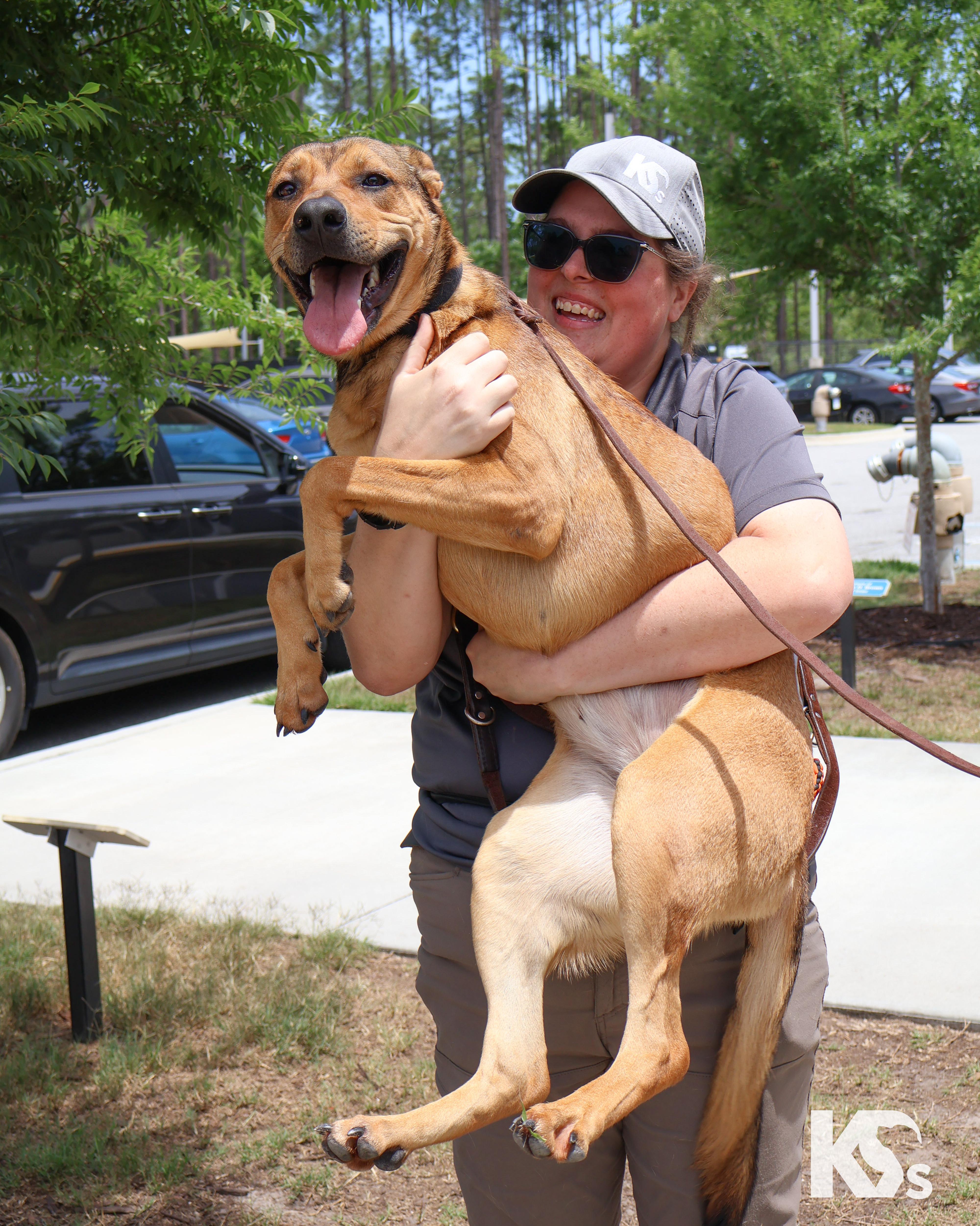 Enlarge Puma, an adopted mixed breed in Ponte Vedra, FL image 2/6
