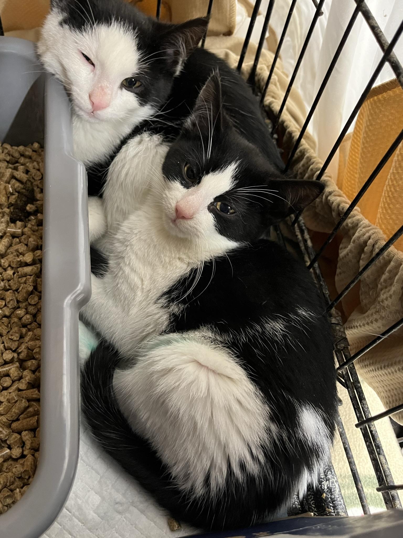 Jenn, Adopted, Adult Female Domestic Short Hair.