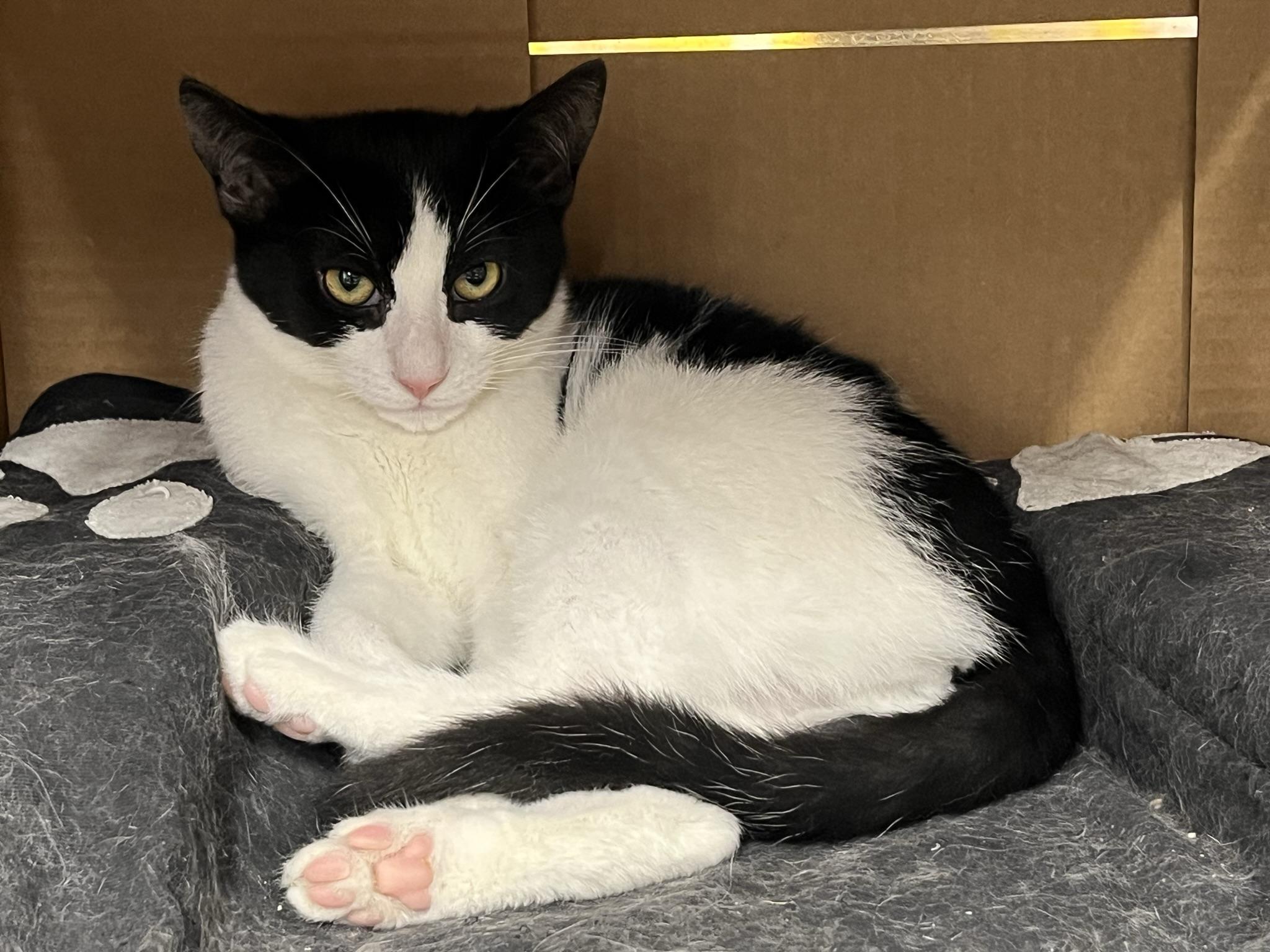 Enlarge Jenn, a Adopted Domestic Short Hair in Brighton, MI image 2/6